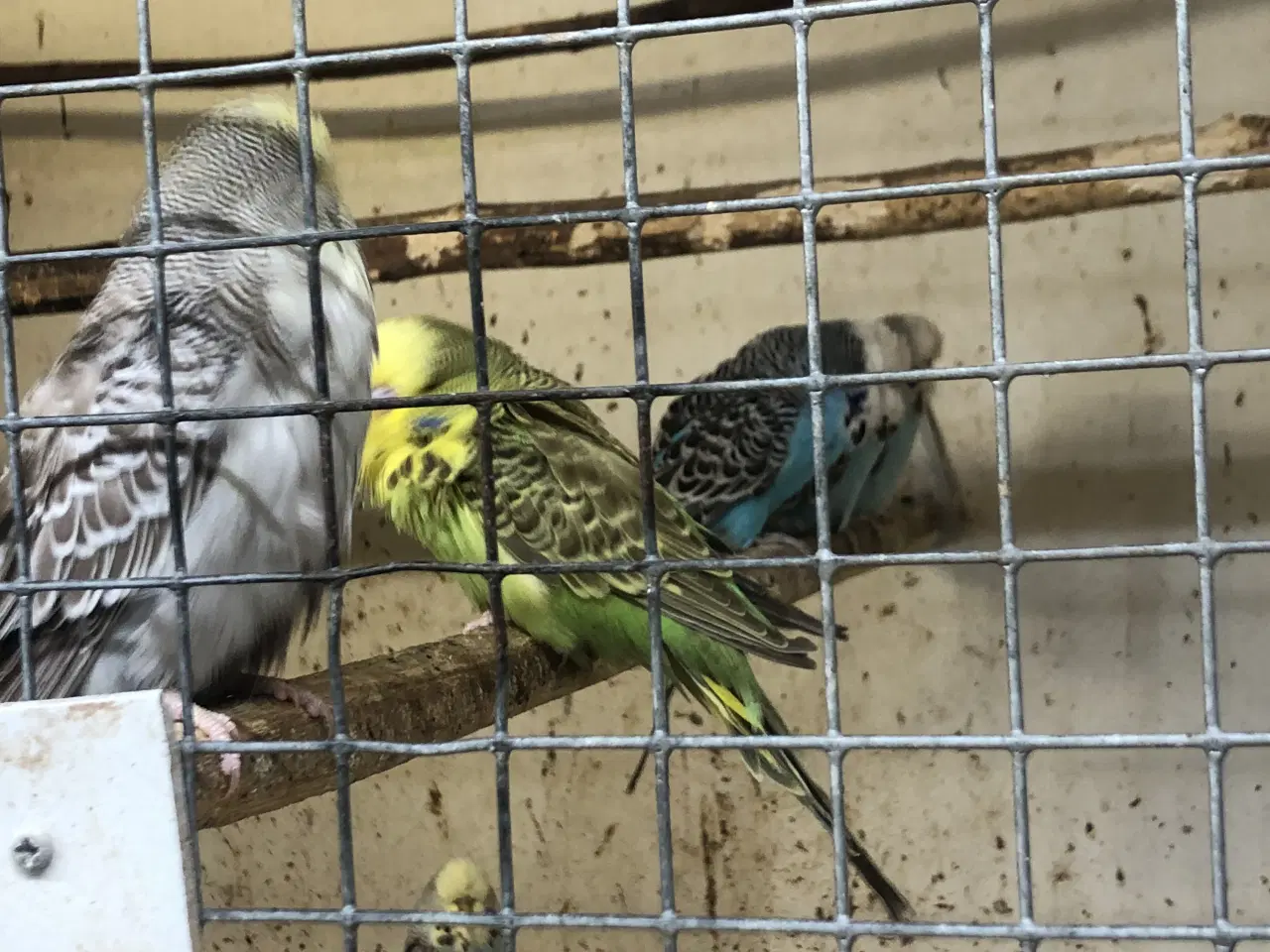 Billede 3 - Engelske undulater fast ringet