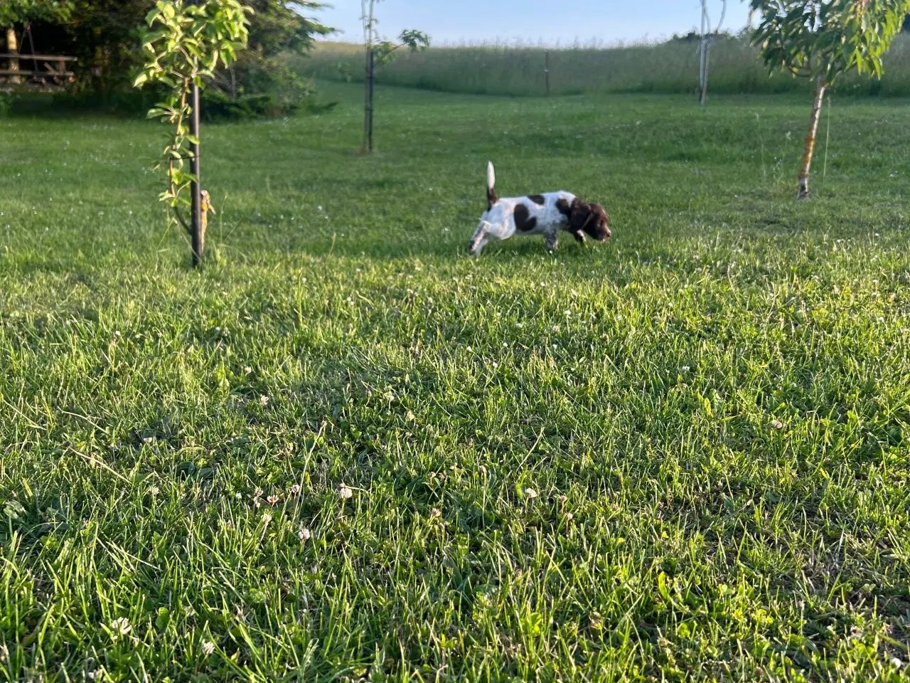 Billede 9 - Kleiner Münsterländer Hvalpe