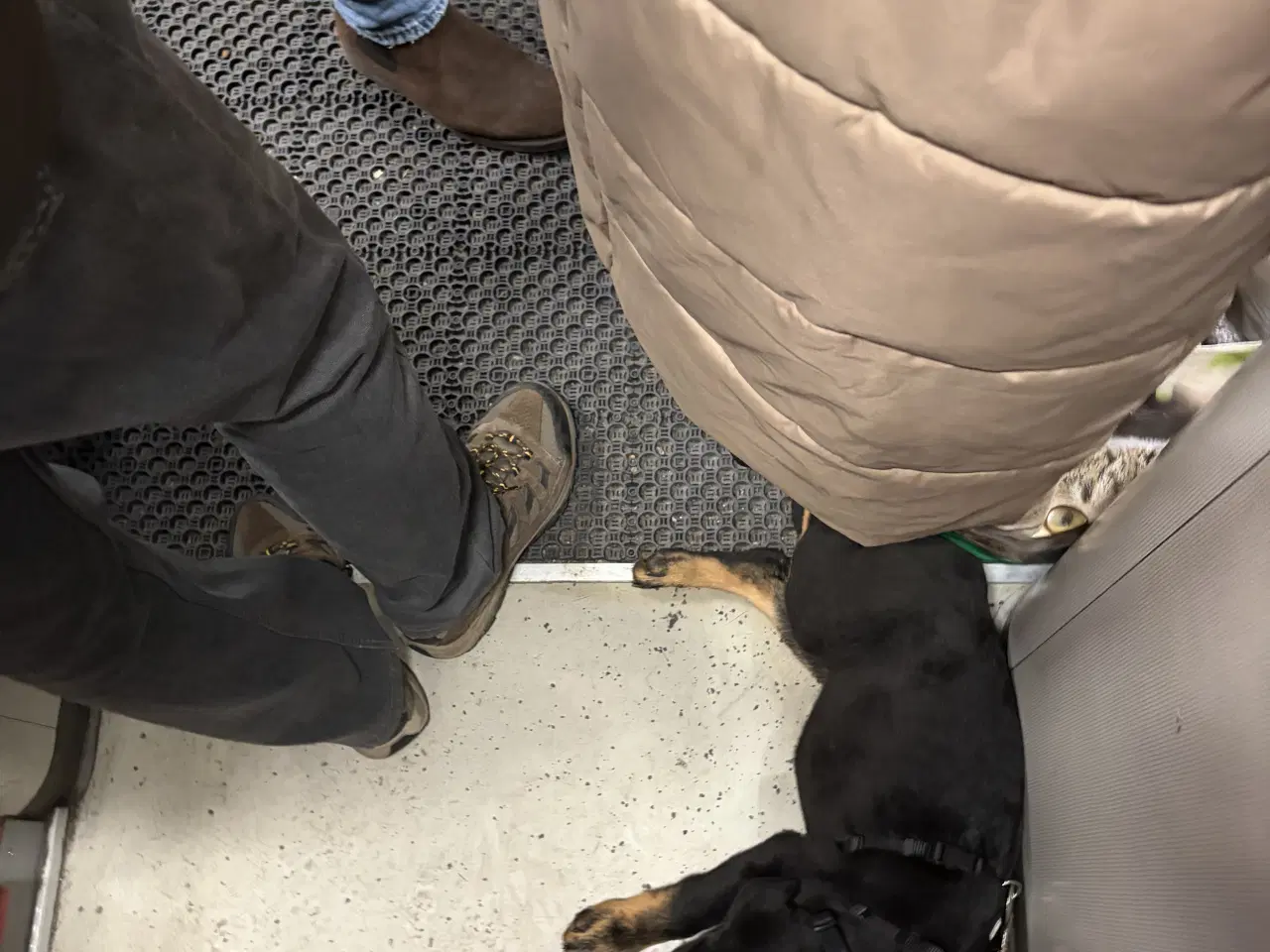 Billede 12 - Rottweiler/schæfer hvalp