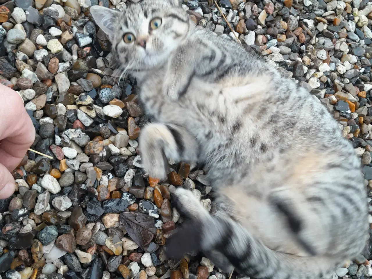 Billede 3 - Land kattekillinger