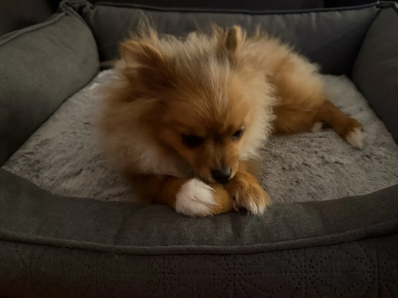 Billede 4 - Coloured pomeranian 