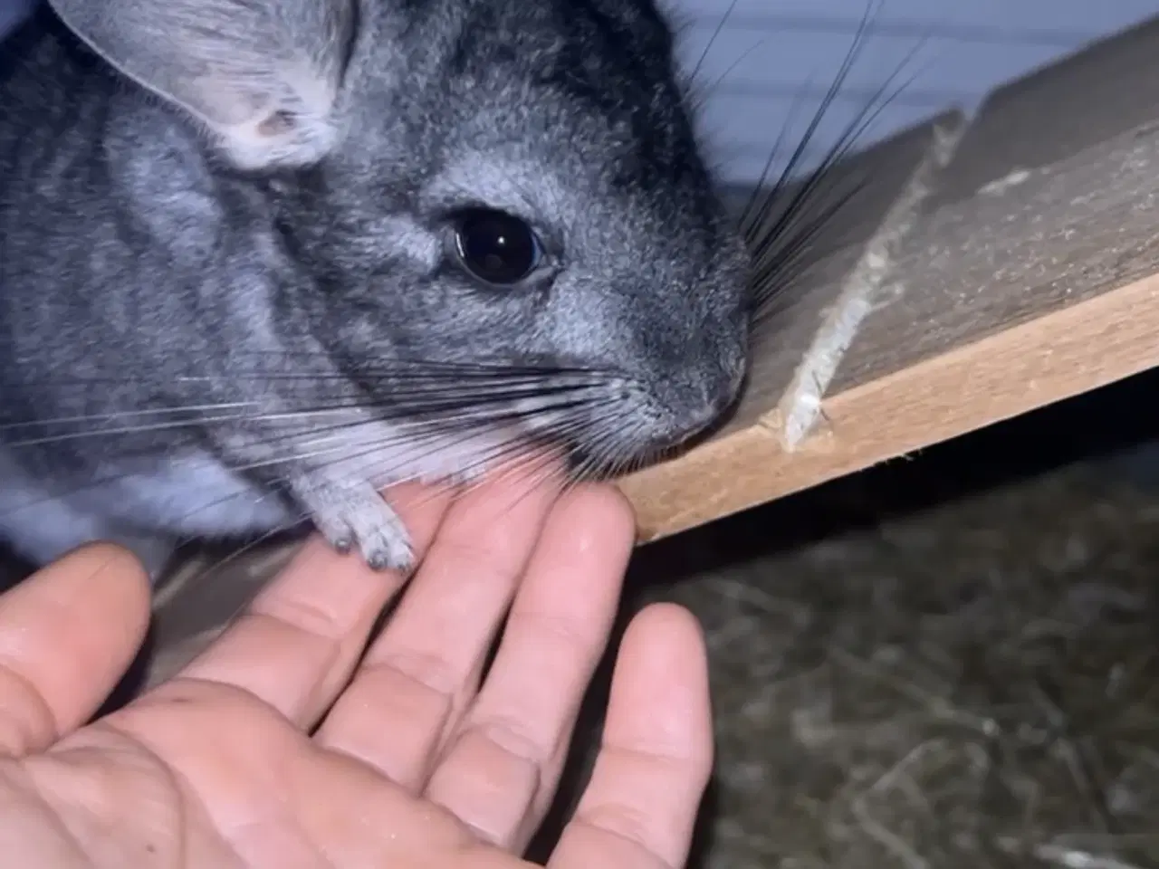 Billede 1 - Chinchilla 