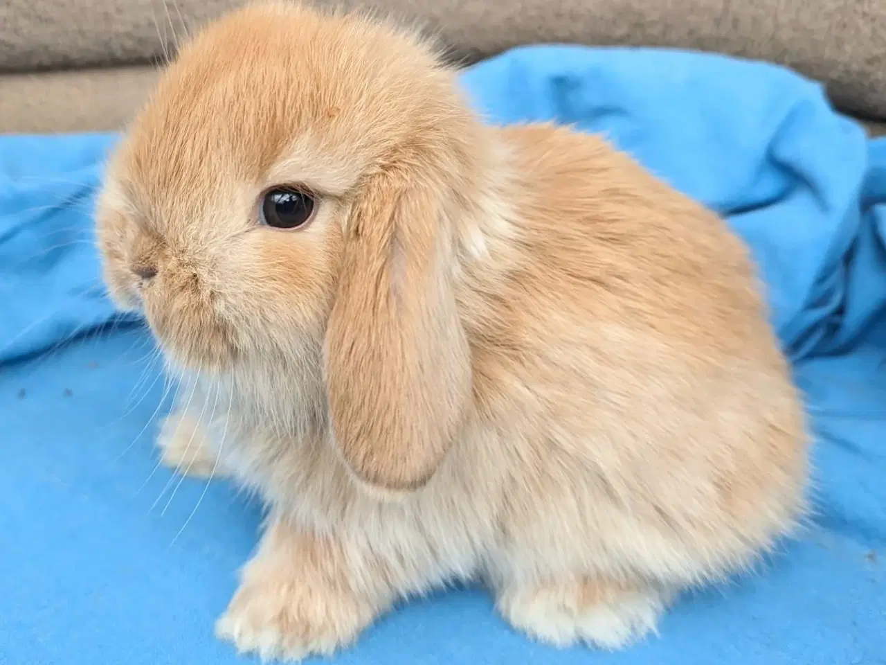 Billede 1 - Minilop kaninunge sælges 