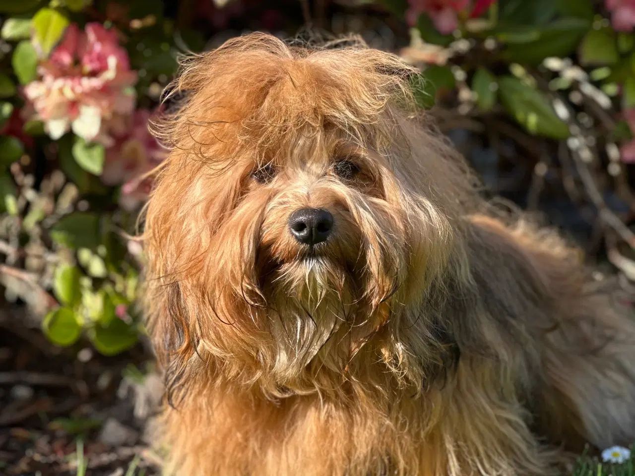 Billede 5 - Skønneste Bichon havanais han tilbydes til avl