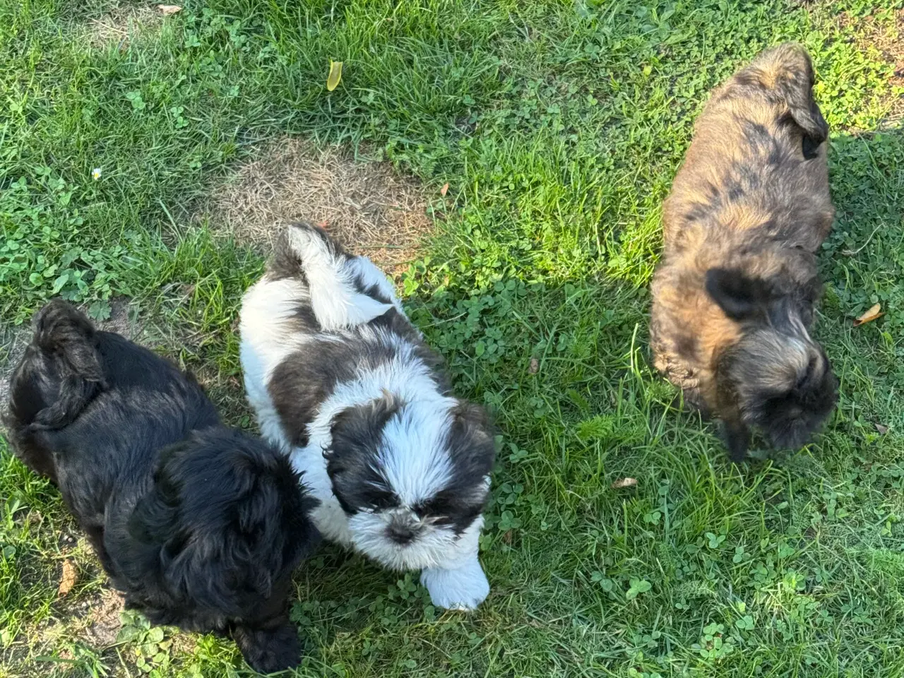 Billede 8 - Shih Tzu hvalp - Alfred 