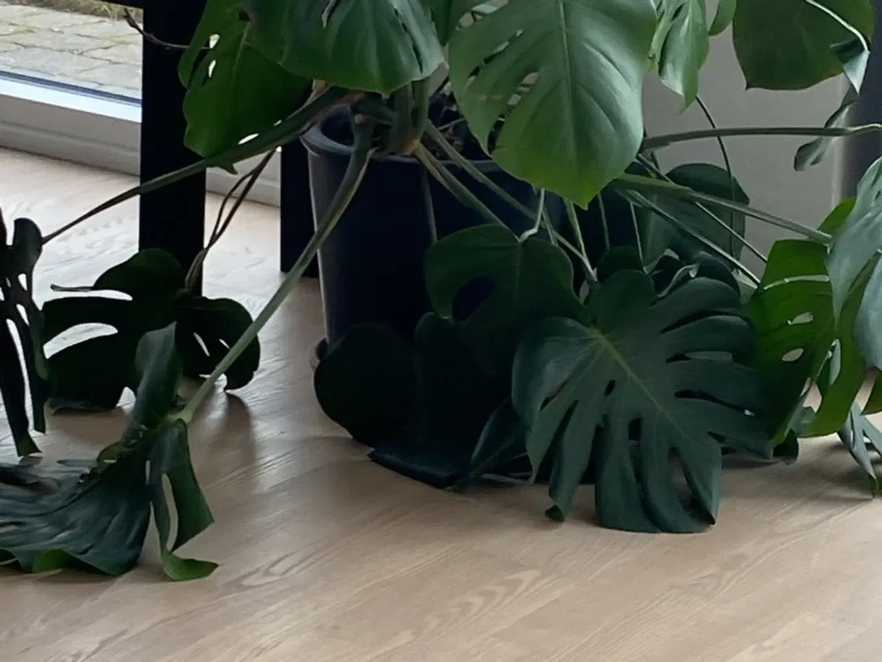Billede 1 - Stue plante 