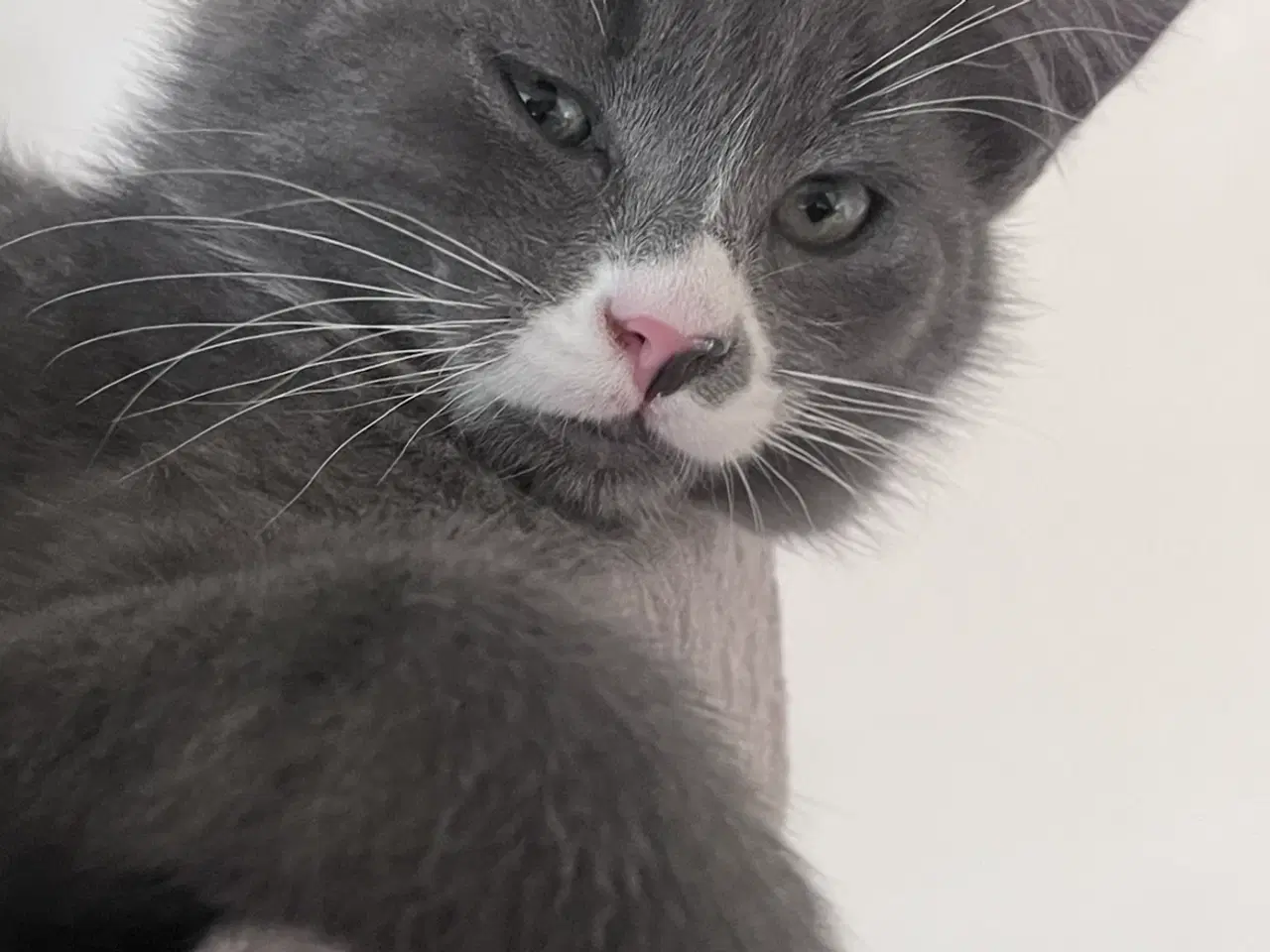 Billede 3 - Maine coon blanding