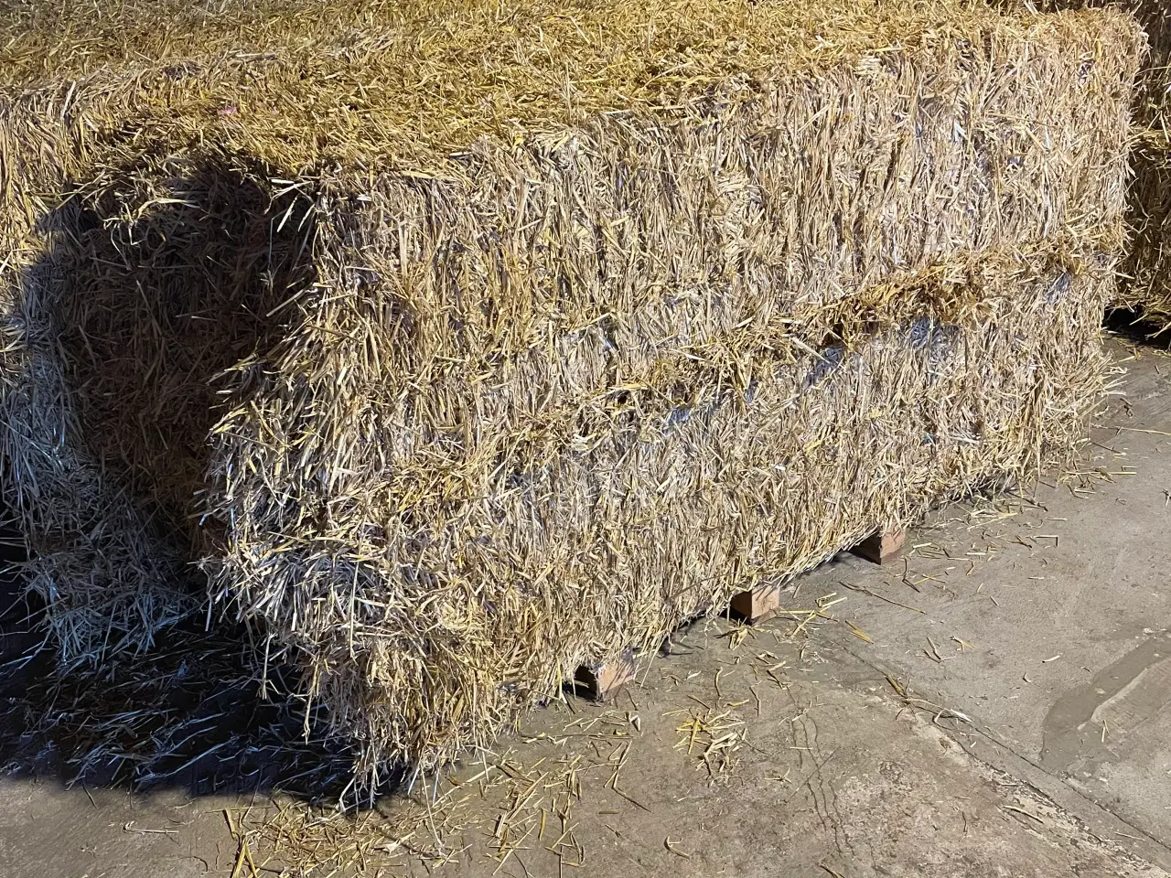 Billede 1 - Vårbyg halm høsten 25