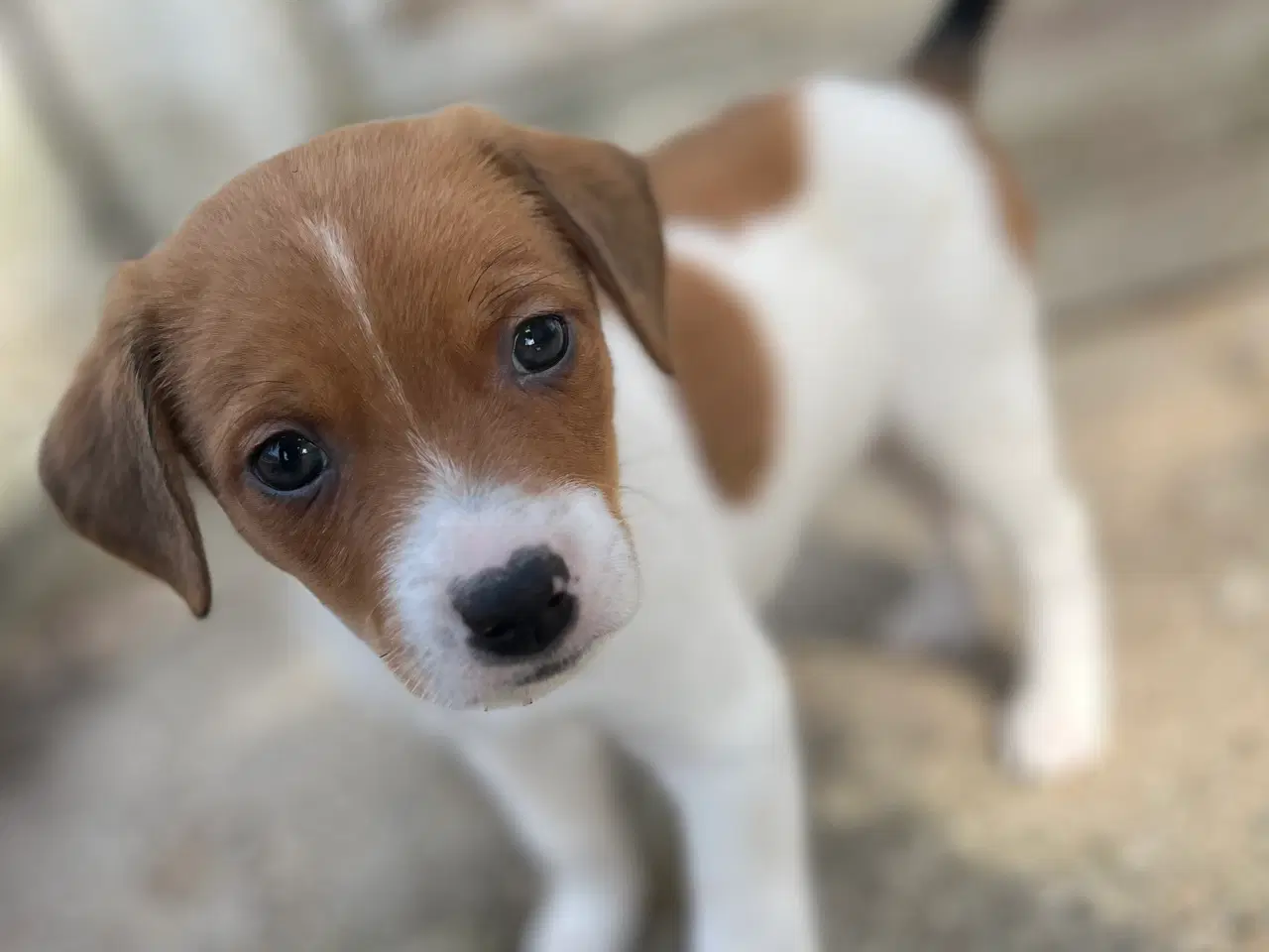 Billede 10 - 4 dejlige hanner 