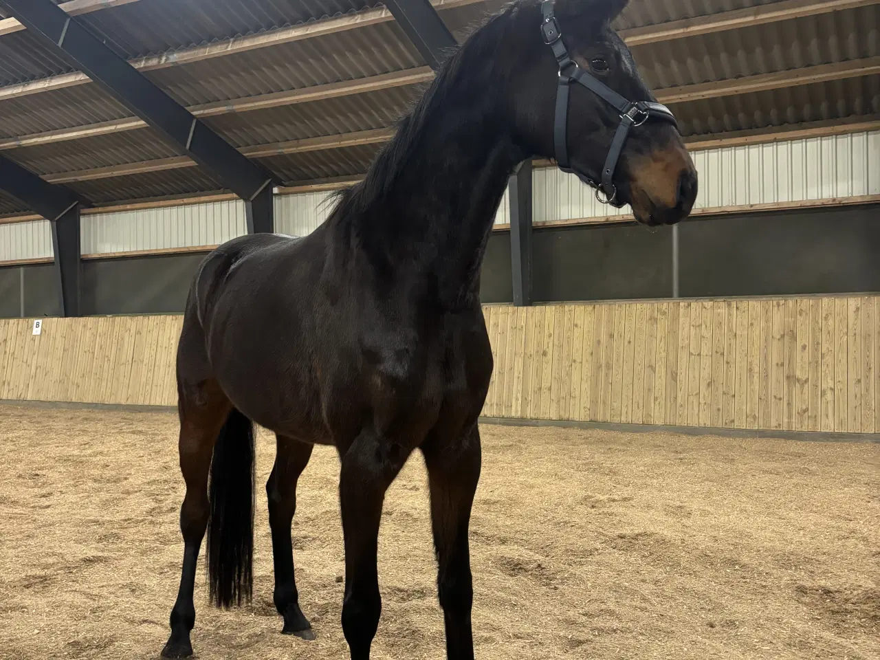 Billede 7 - Lille 4 års DV vallak 