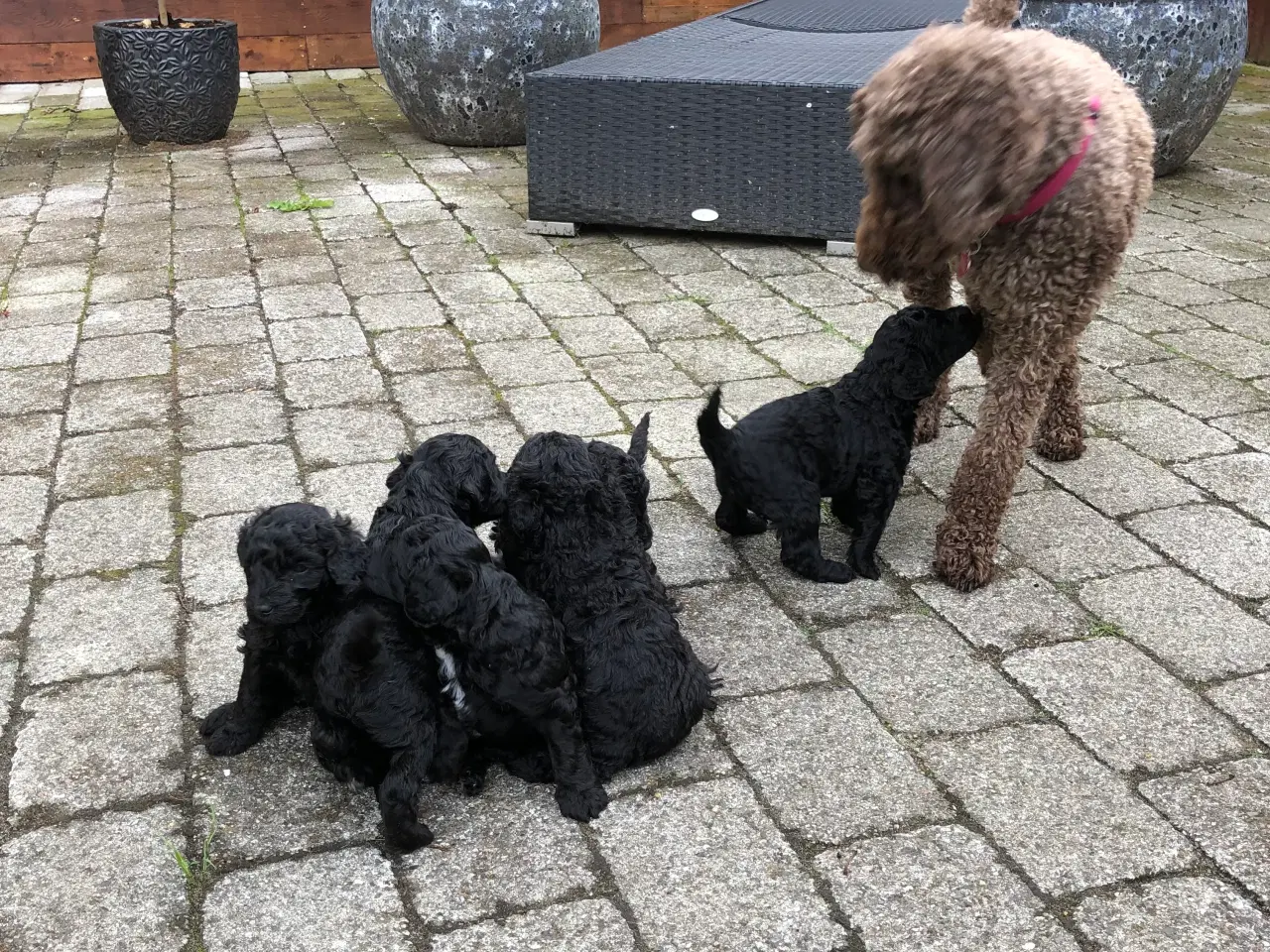Billede 4 - Doodle hvalpe