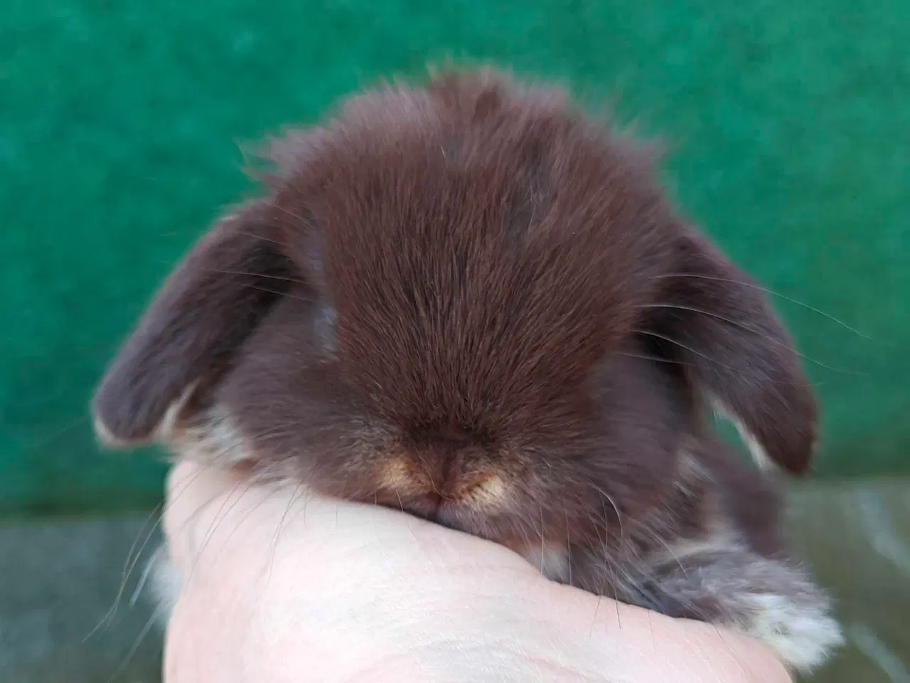 Billede 7 - Minilop hununge