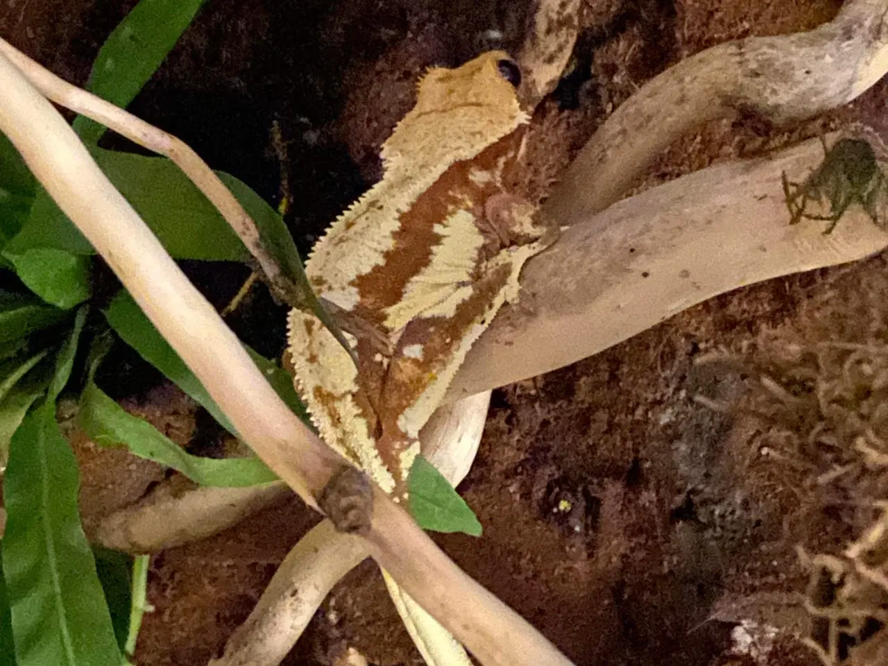 Billede 3 - Lilly white Kronegekko hun