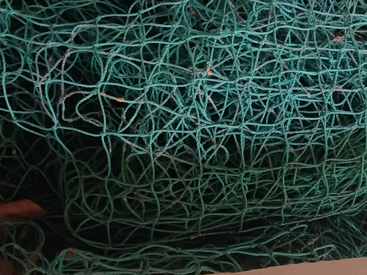 Billede 2 - Opdrætsgrej til fjerkræ