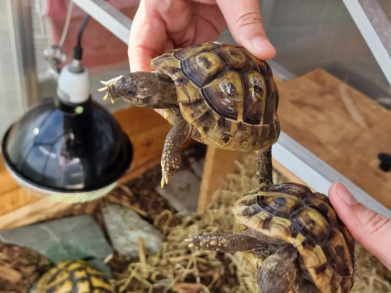 Billede 4 - 3 græske landskildpadder med cites sælges