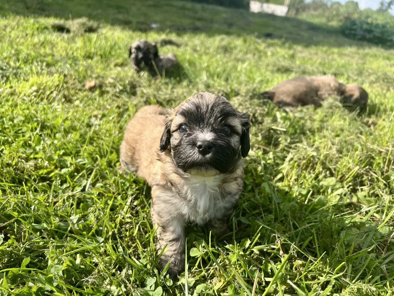 Billede 10 - Allergivenlige blandingshvalpe Pudel / Shih Tzu