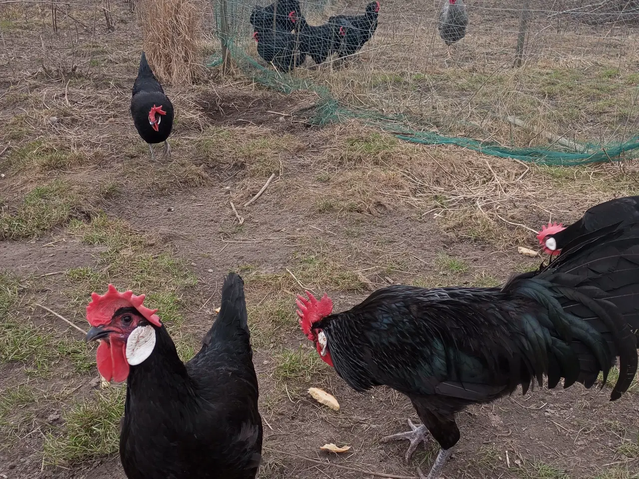 Billede 4 - Minorka rugeæg stor race 