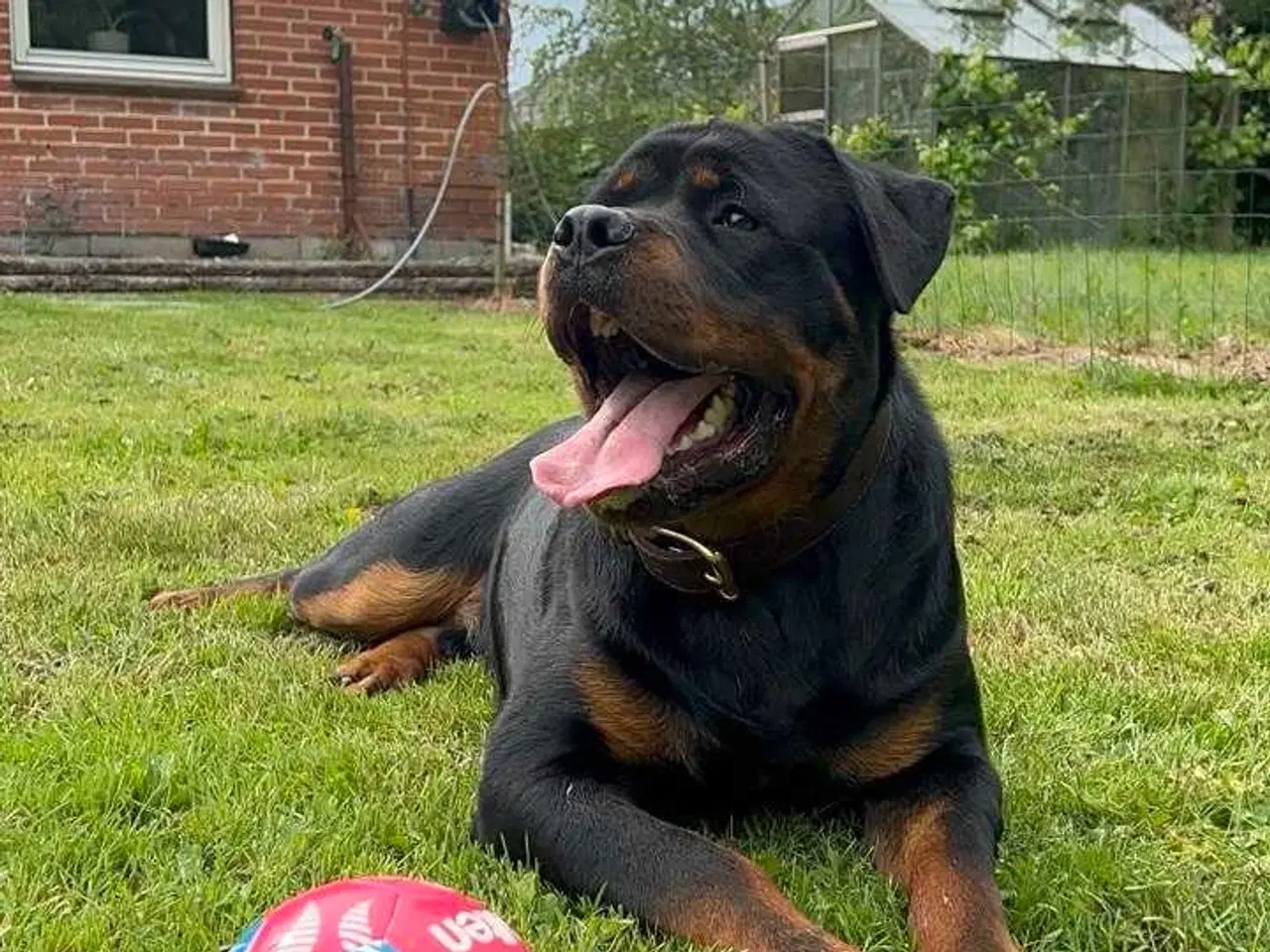 Billede 3 - Rottweiler han 