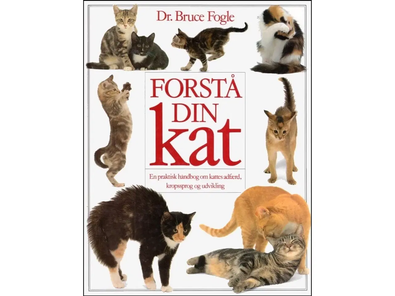 Billede 1 - Forstå din Kat