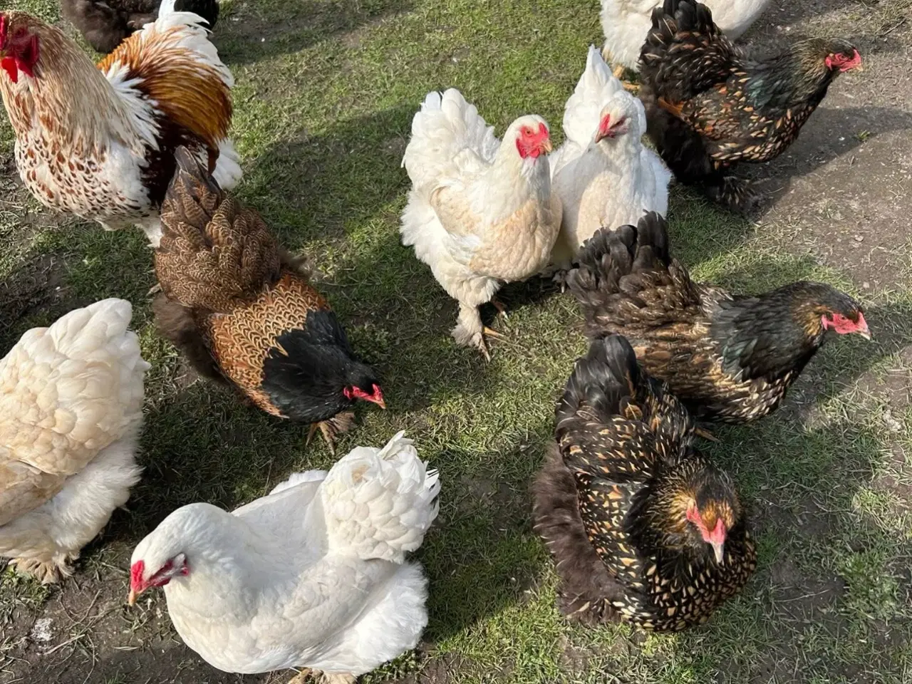 Billede 2 - Brahma rugeæg fra blandet flok