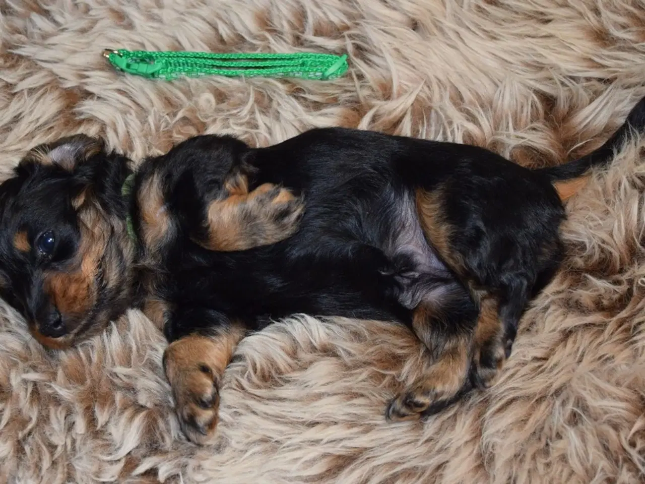 Billede 6 - Langhåret miniature gravhunde