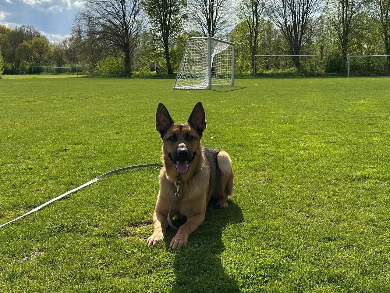 Billede 5 - Schæfer/Rottweiler hund