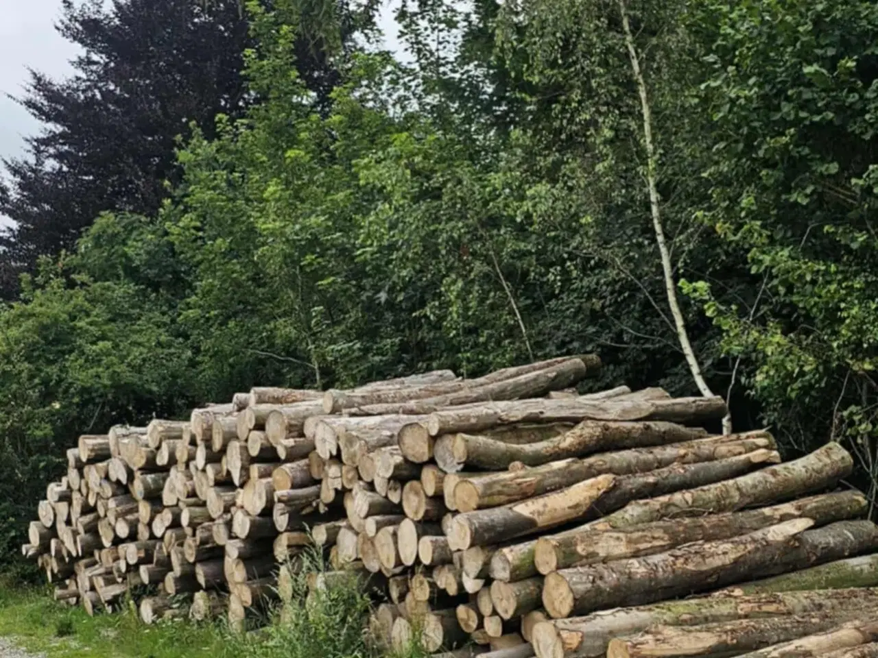 Billede 4 - Brændgodt tilbud: 4 RM. Ovntørret Bøgebrænde