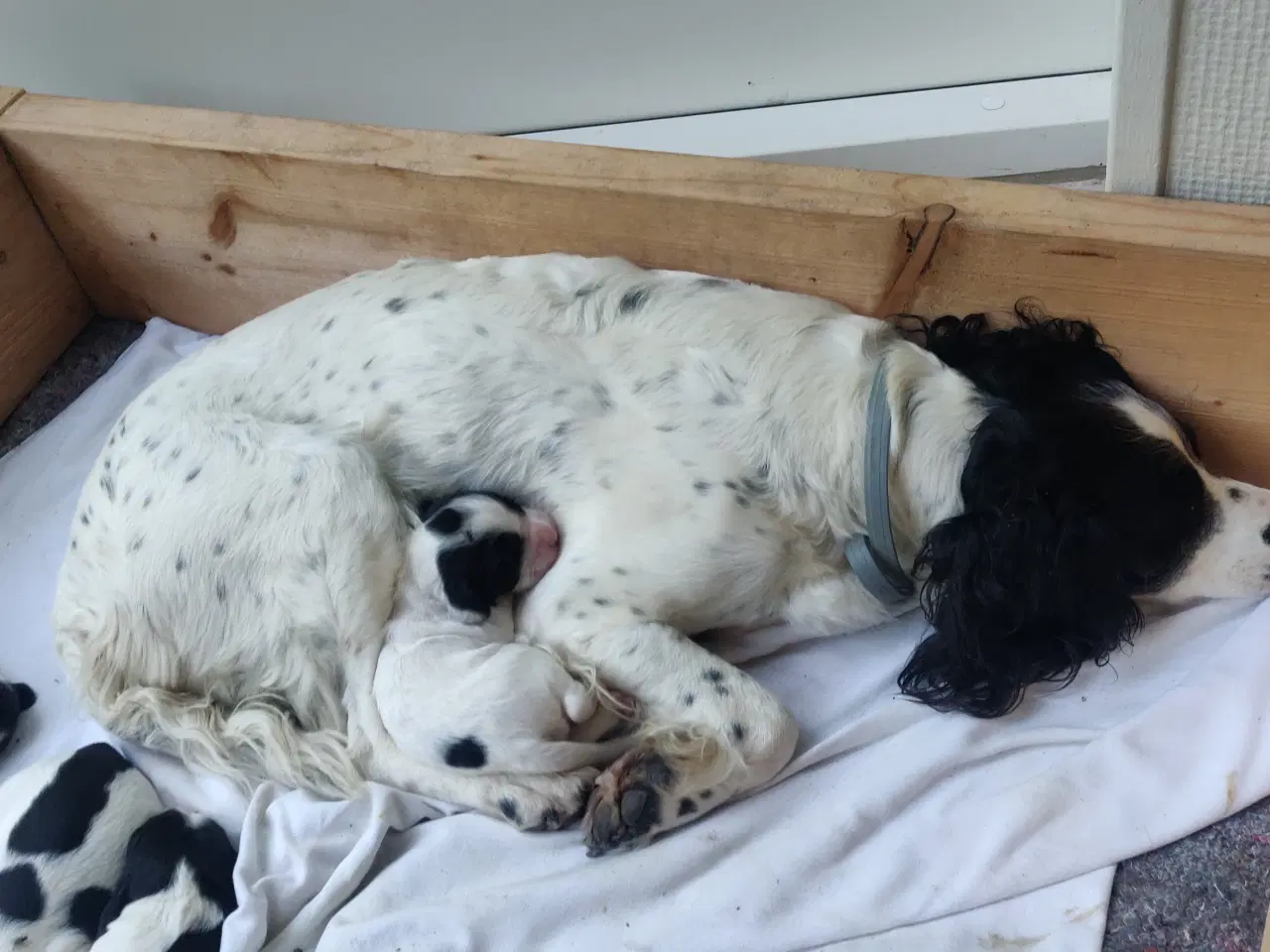 Billede 4 - Springer spaniel hvalpe 