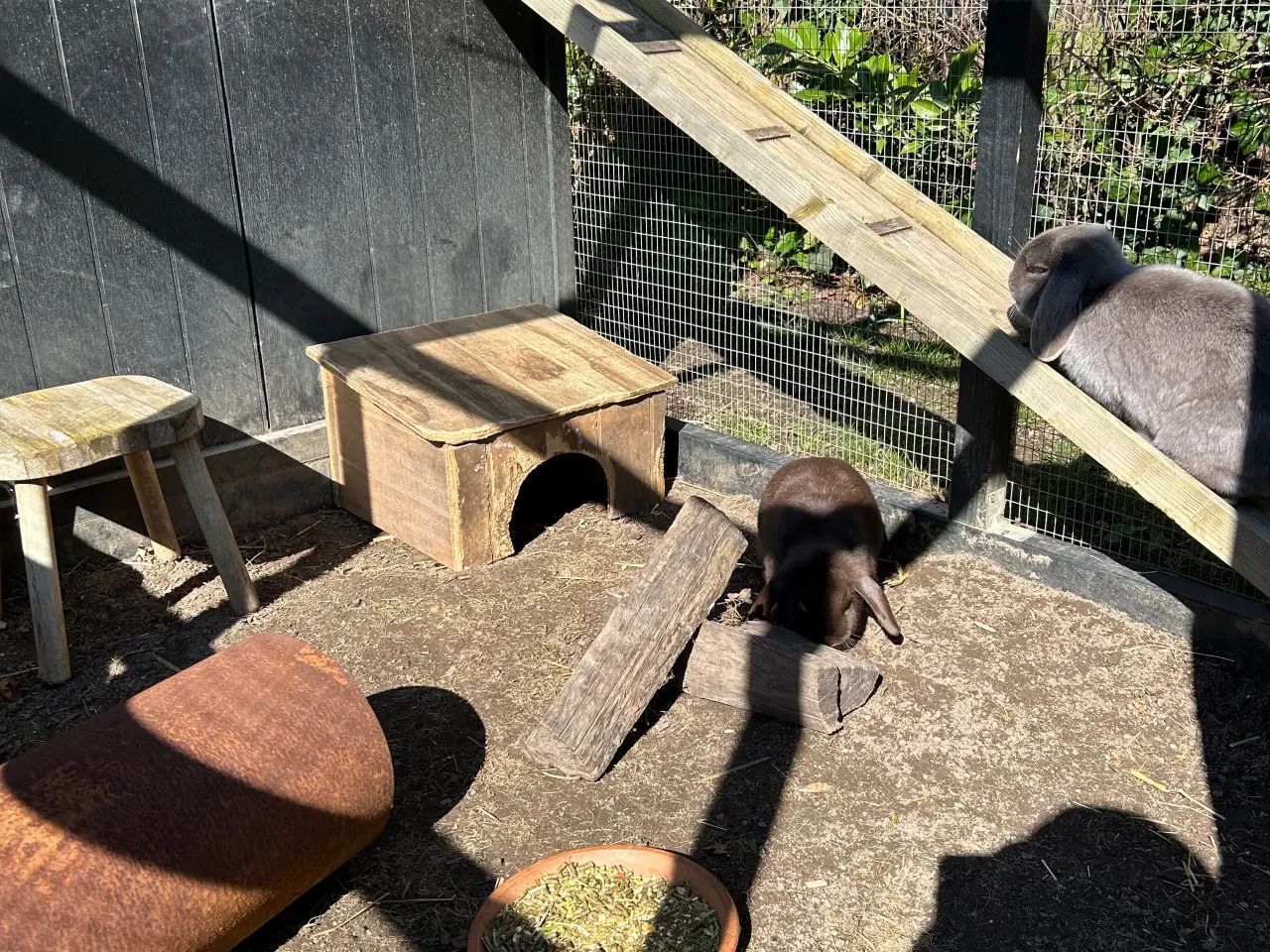 Billede 2 - 2 søde mini lop kaniner (søstre)