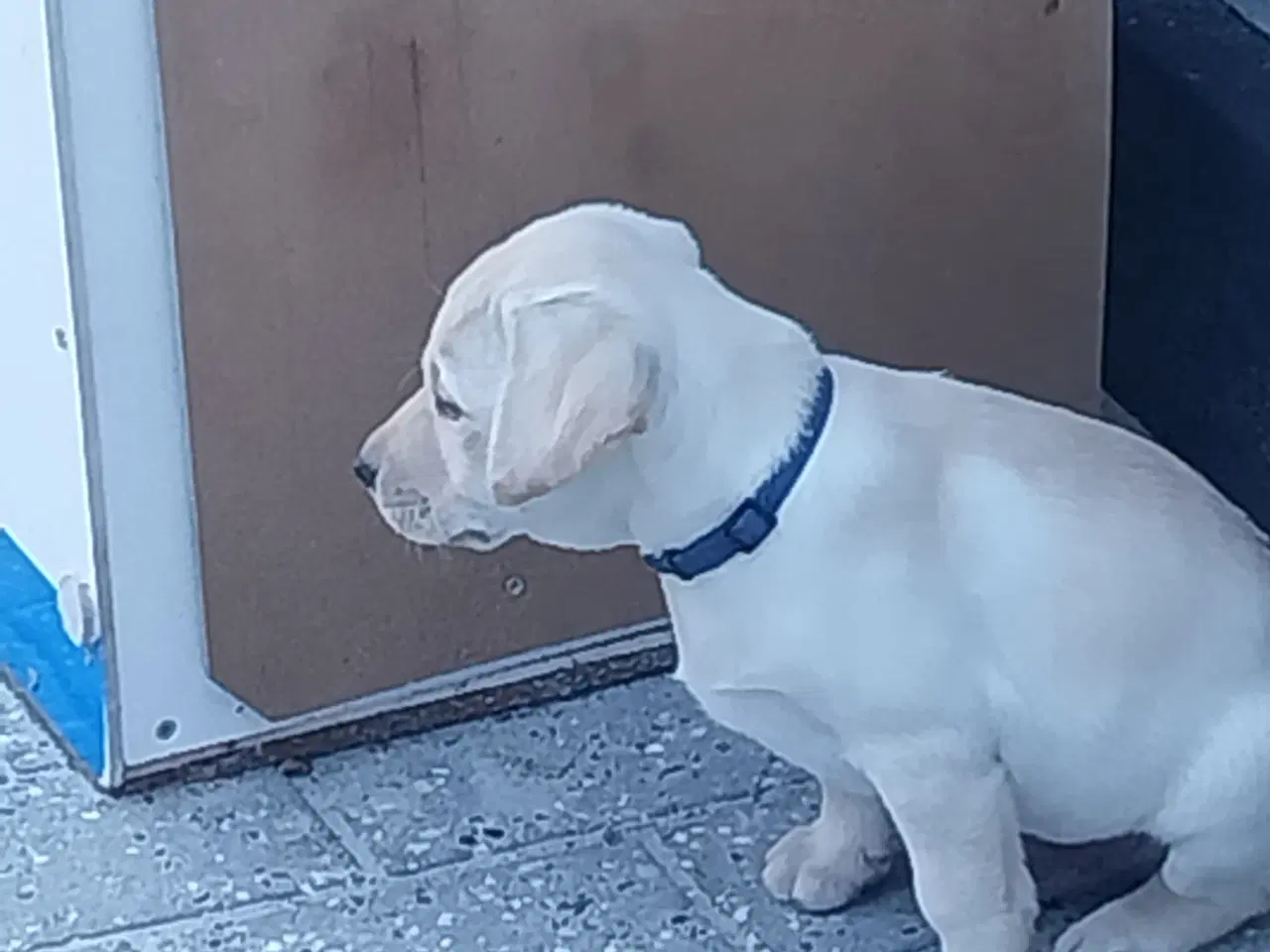Billede 12 - Gule labrador hvalpe.