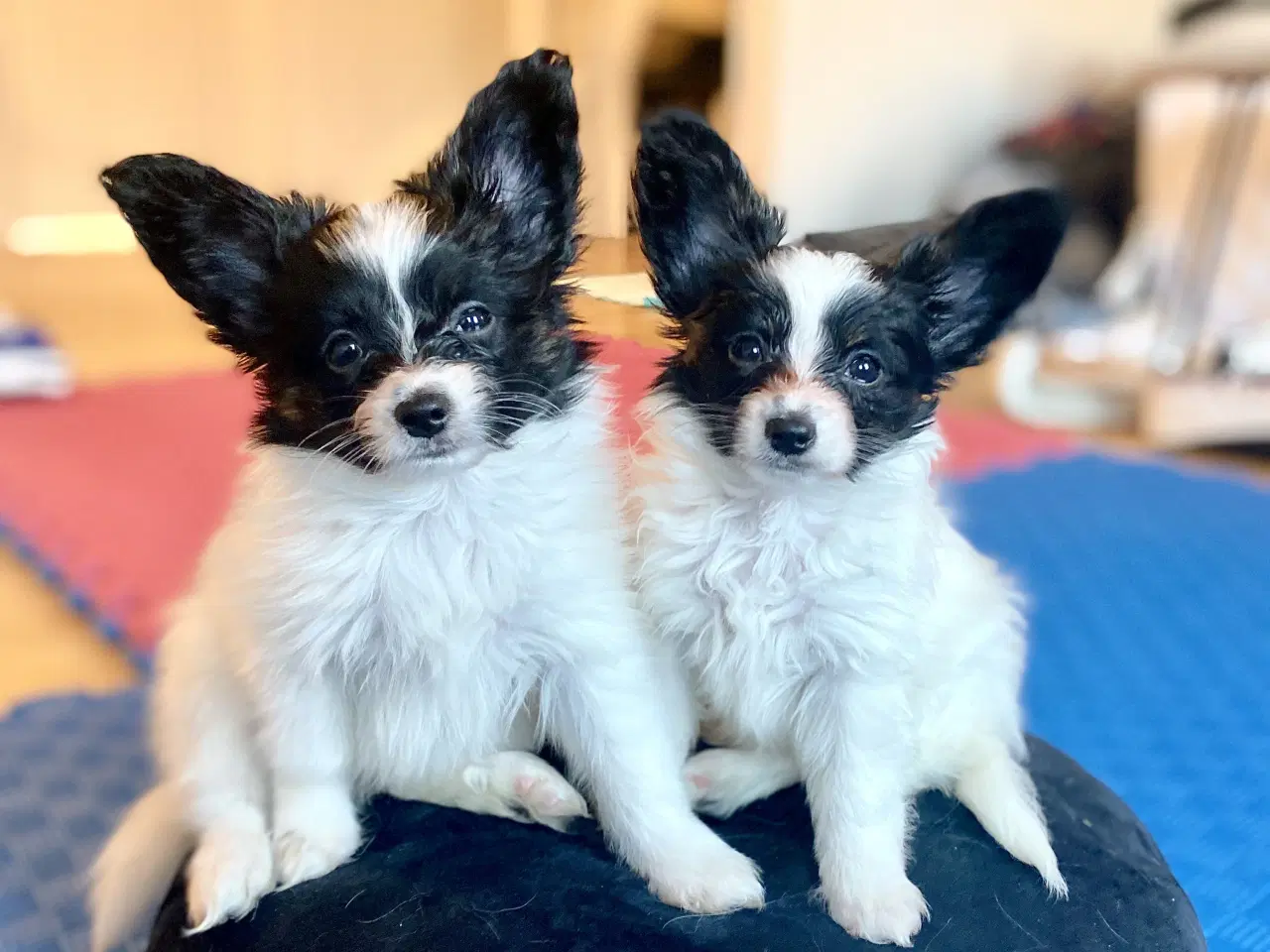 Billede 1 - Papillon hvalpe 