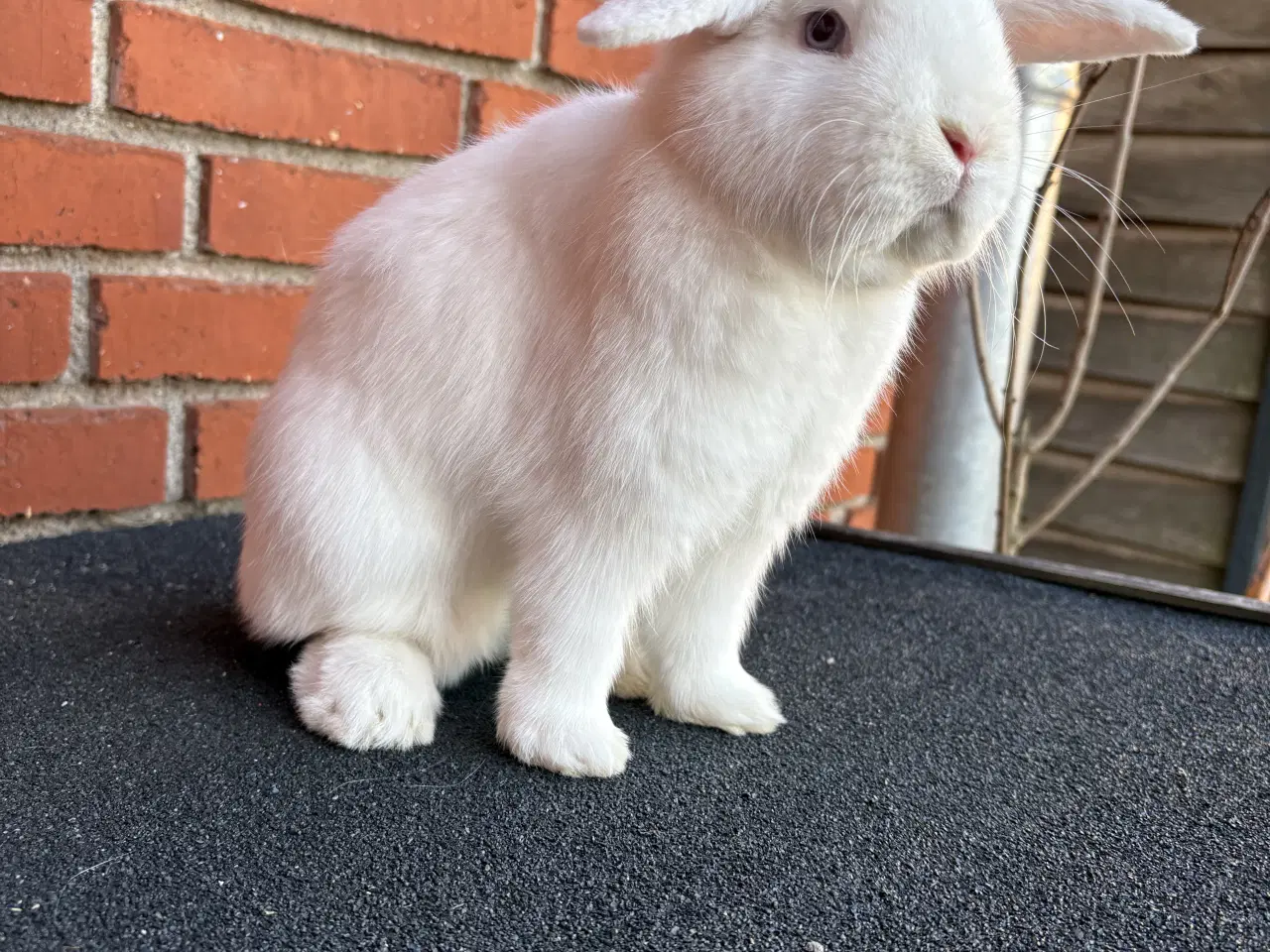 Billede 3 - HUN kanin