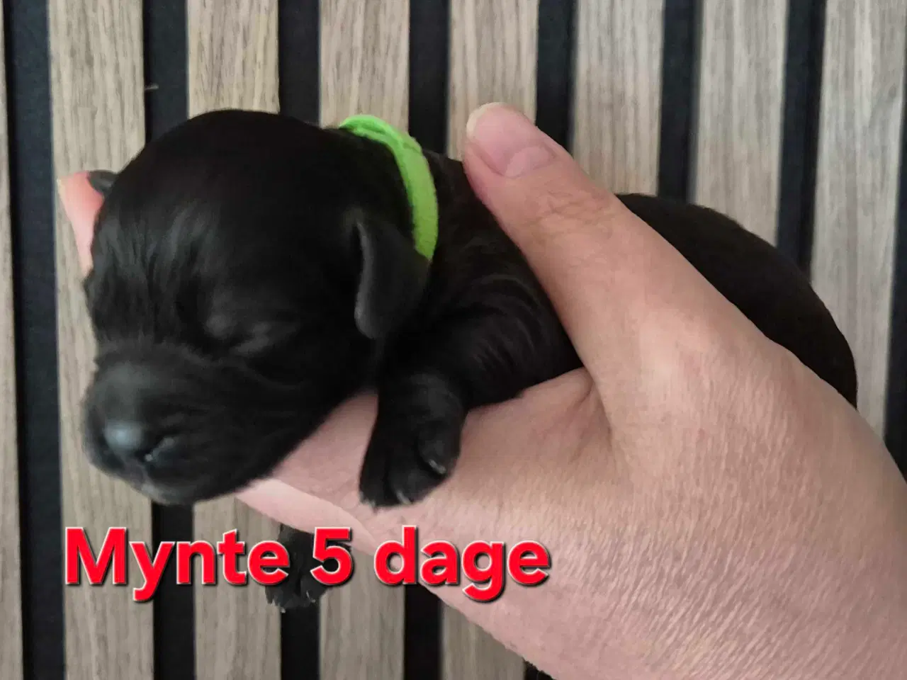 Billede 13 - Mini cockapoo f1B