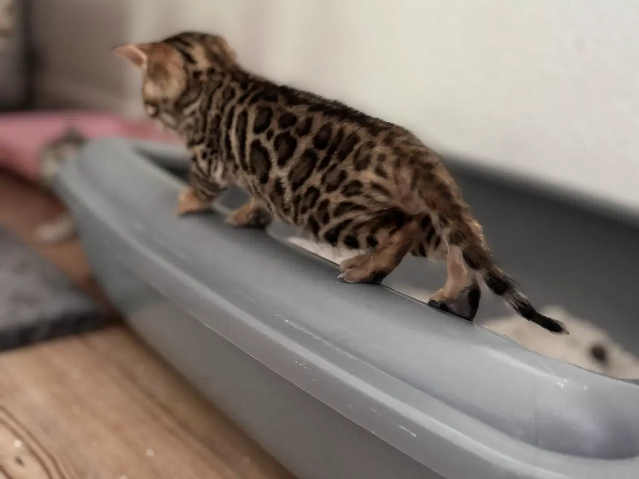 Billede 8 - Smukke Bengaler 