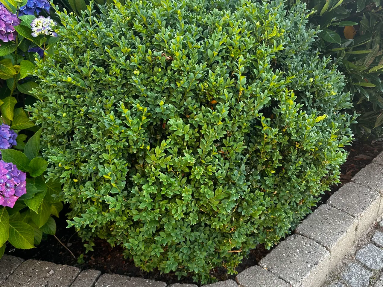 Billede 5 - Rhododendron, buskbom samt andre planter