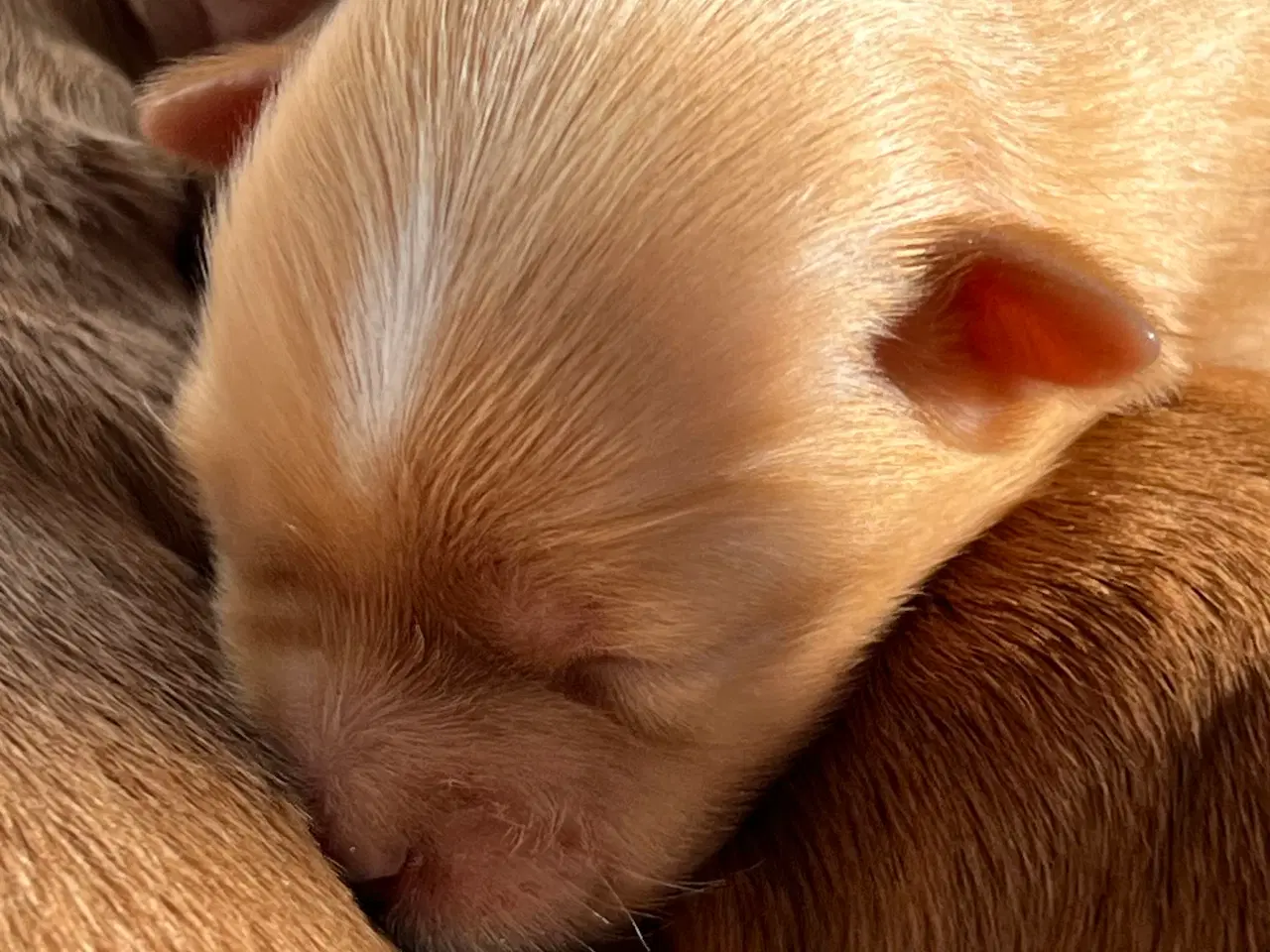 Billede 5 - 🧡Smukke Abrikos & Røde små 🧡