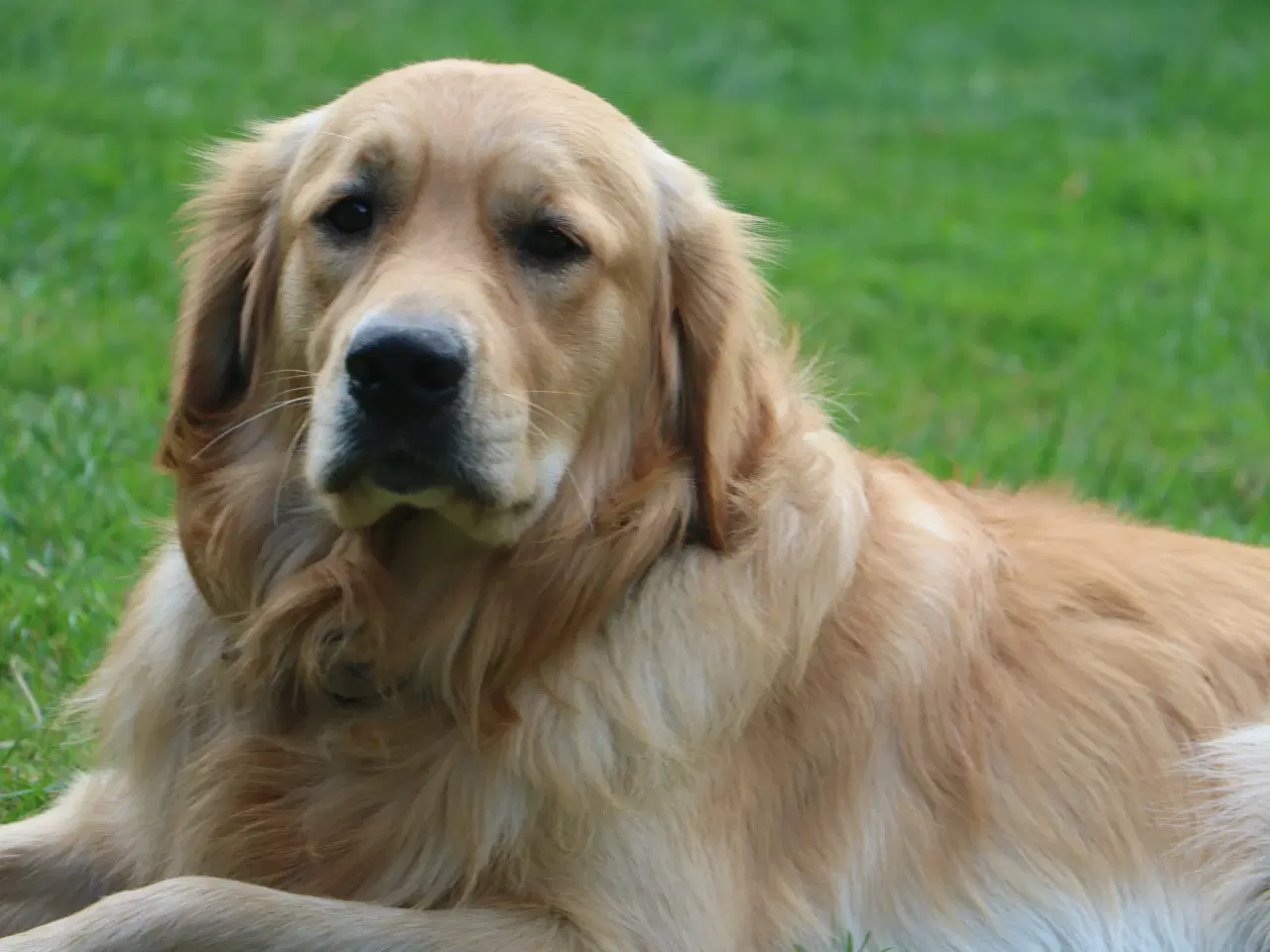 Billede 12 - Golden Retriever tilbydes til parring - Nyheder !
