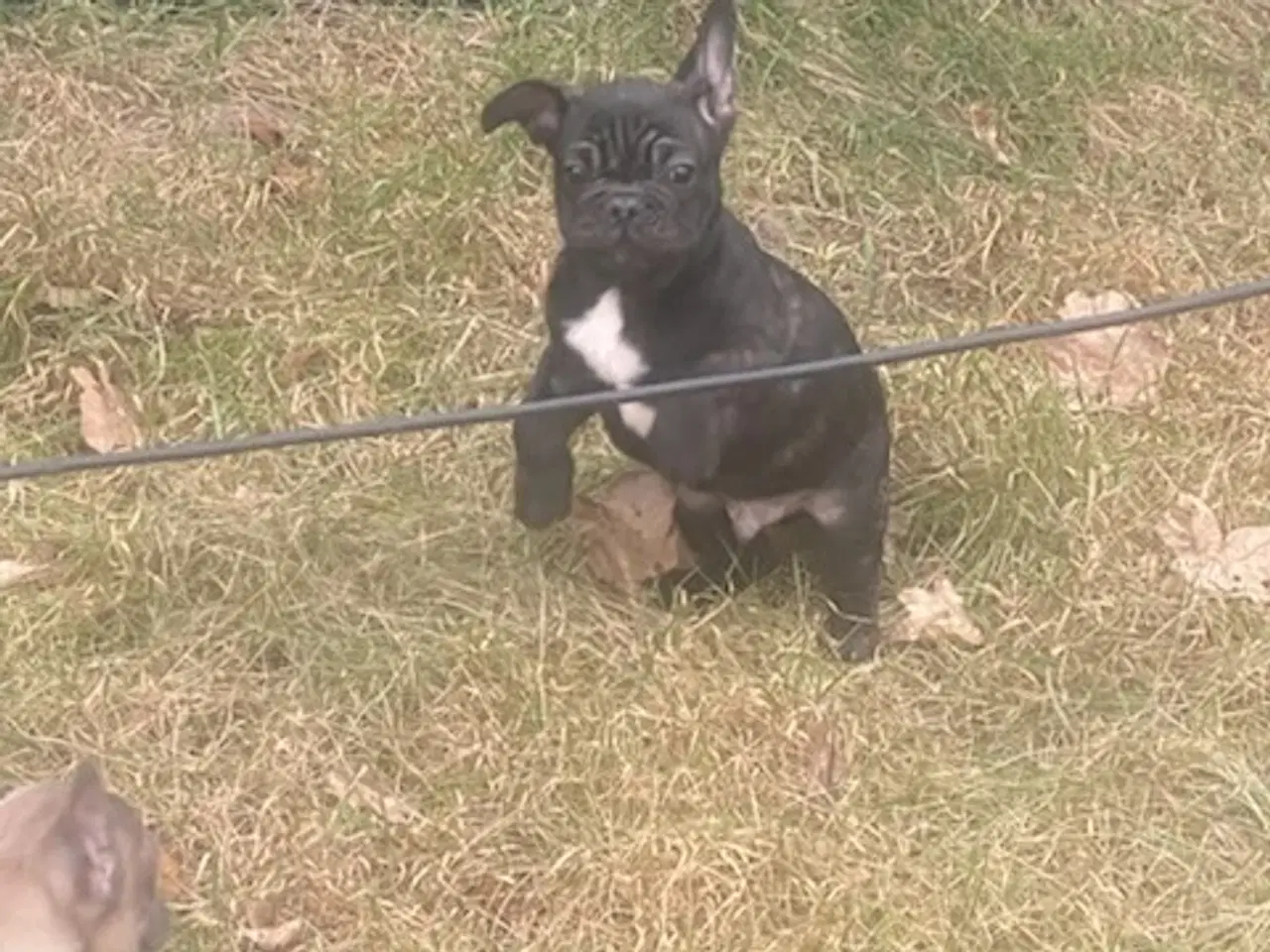 Billede 14 - Fransk bulldog hvalp