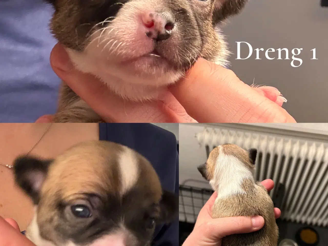 Billede 1 - Chihuahua korthåret 