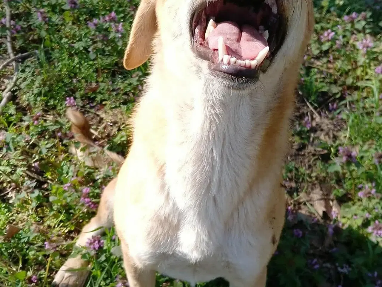 Billede 2 - Dino søger familie