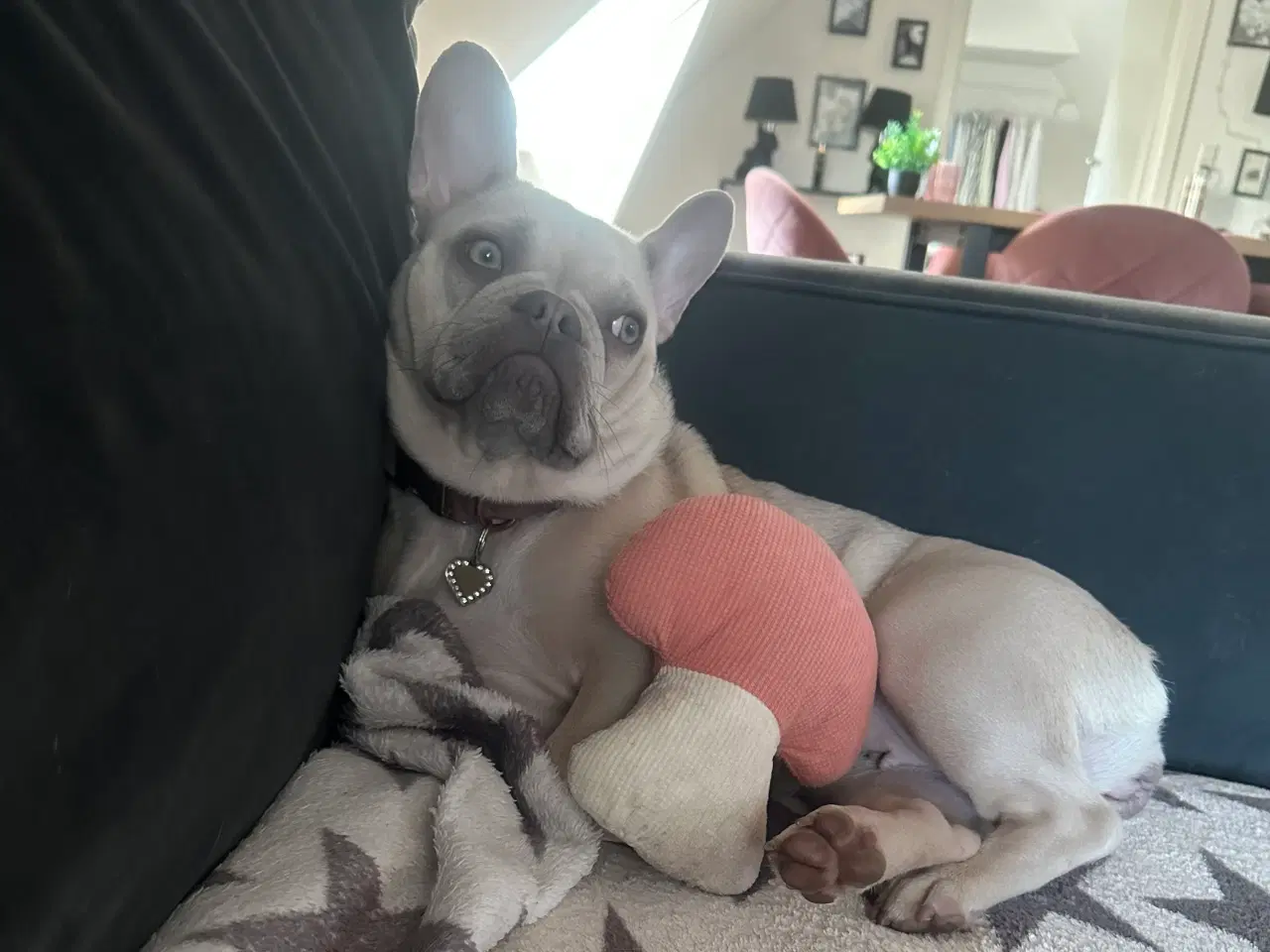 Billede 9 - Den smukkeste blue / zobel 