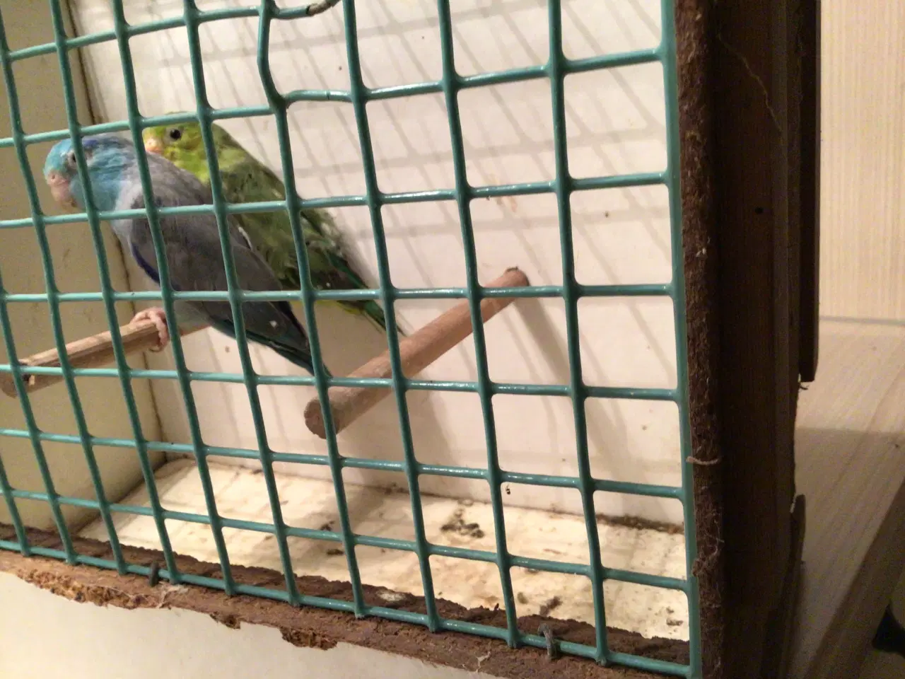 Billede 2 - Spurvepapegøjer 