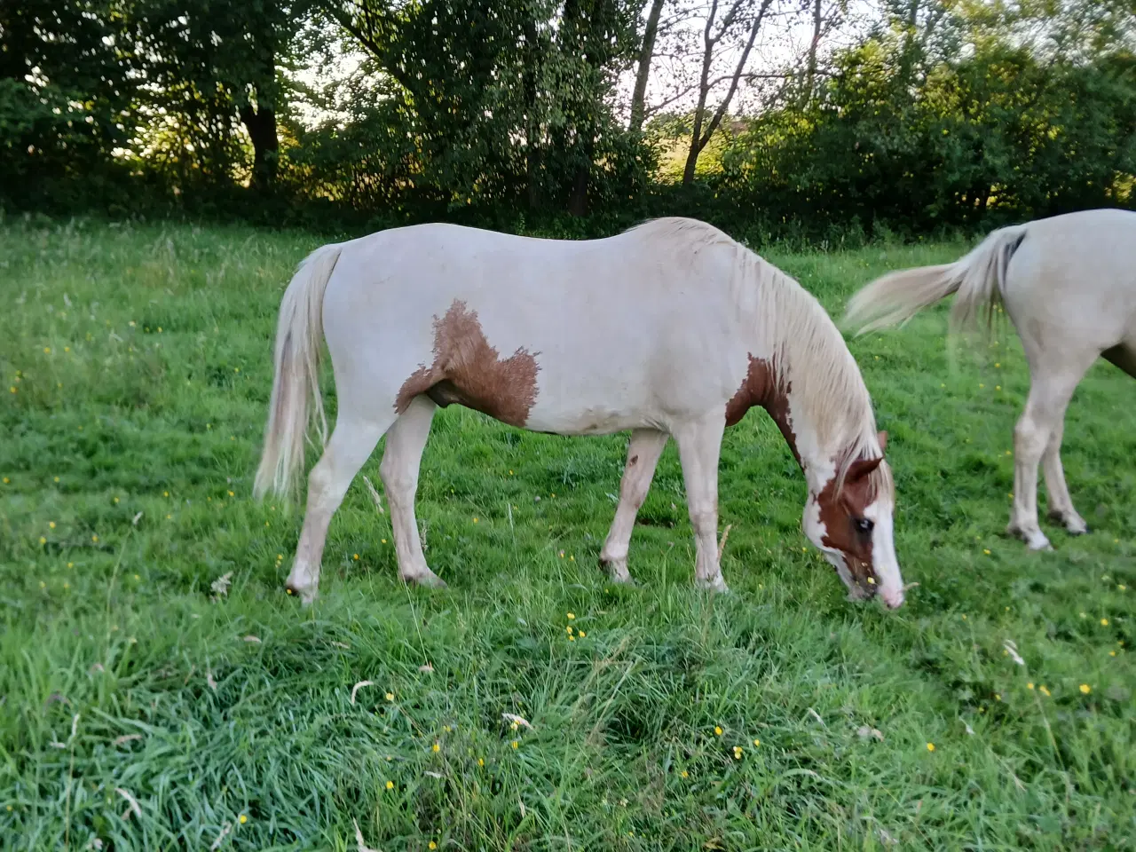 Billede 1 - Pinto vallak 5 år