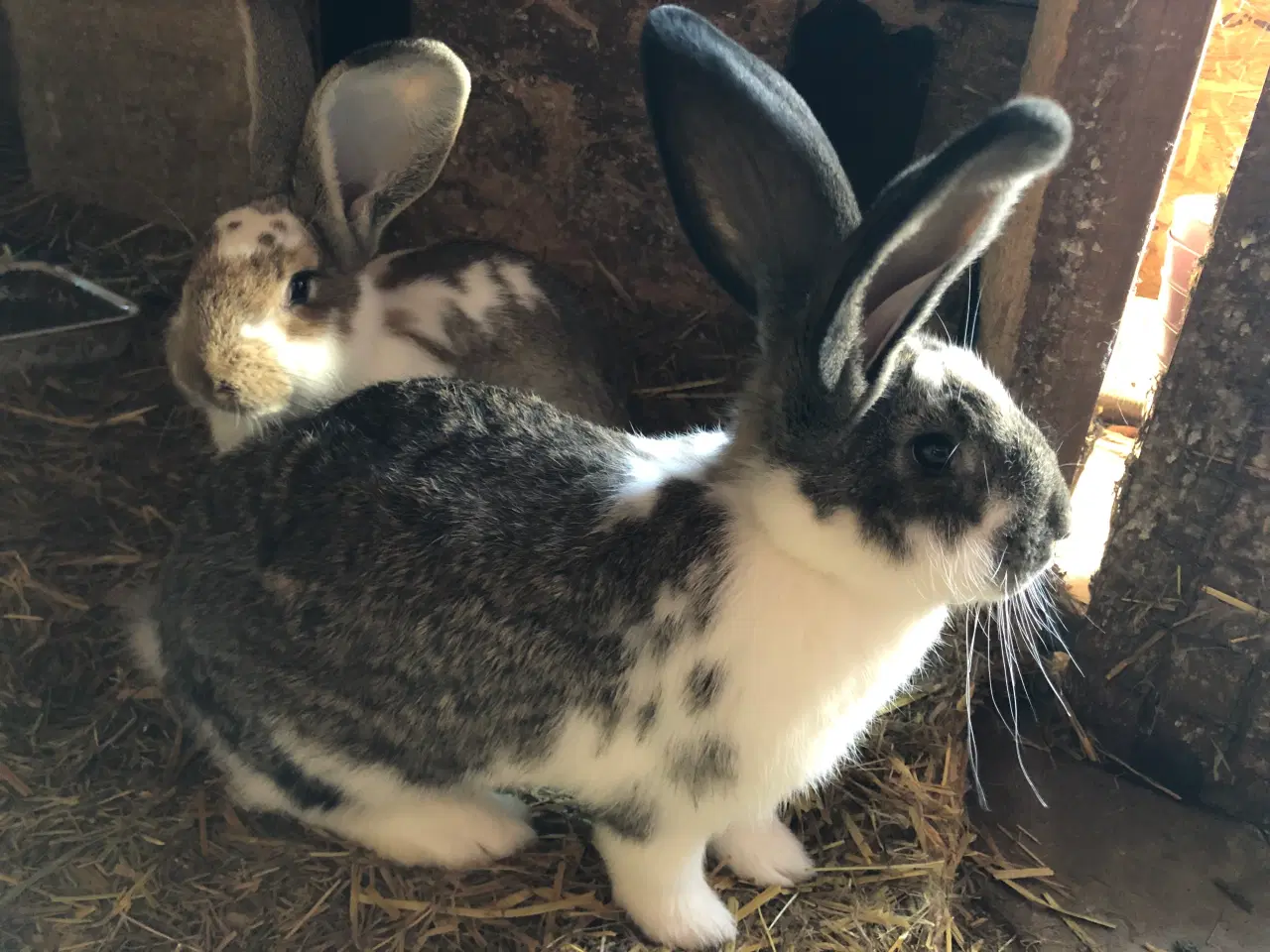 Billede 2 - Hun kanin. 1/2 belgisk kæmpe, 1/4 fransk vædder