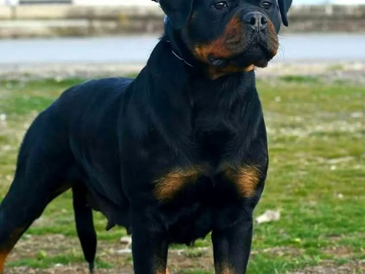 Billede 9 - 5 mdr rottweiler hanner af den gl tunge type