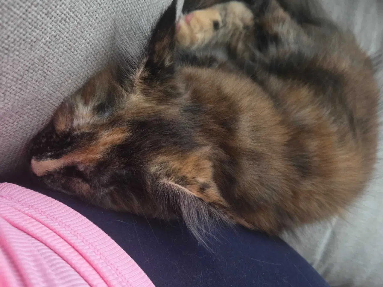 Billede 7 - To Maine coon hunkatte
