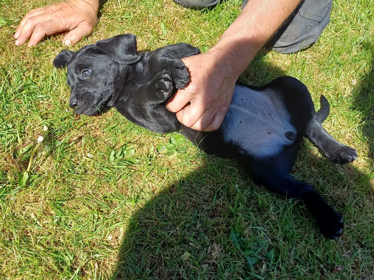 Billede 4 - Labrador F1 hvalpe