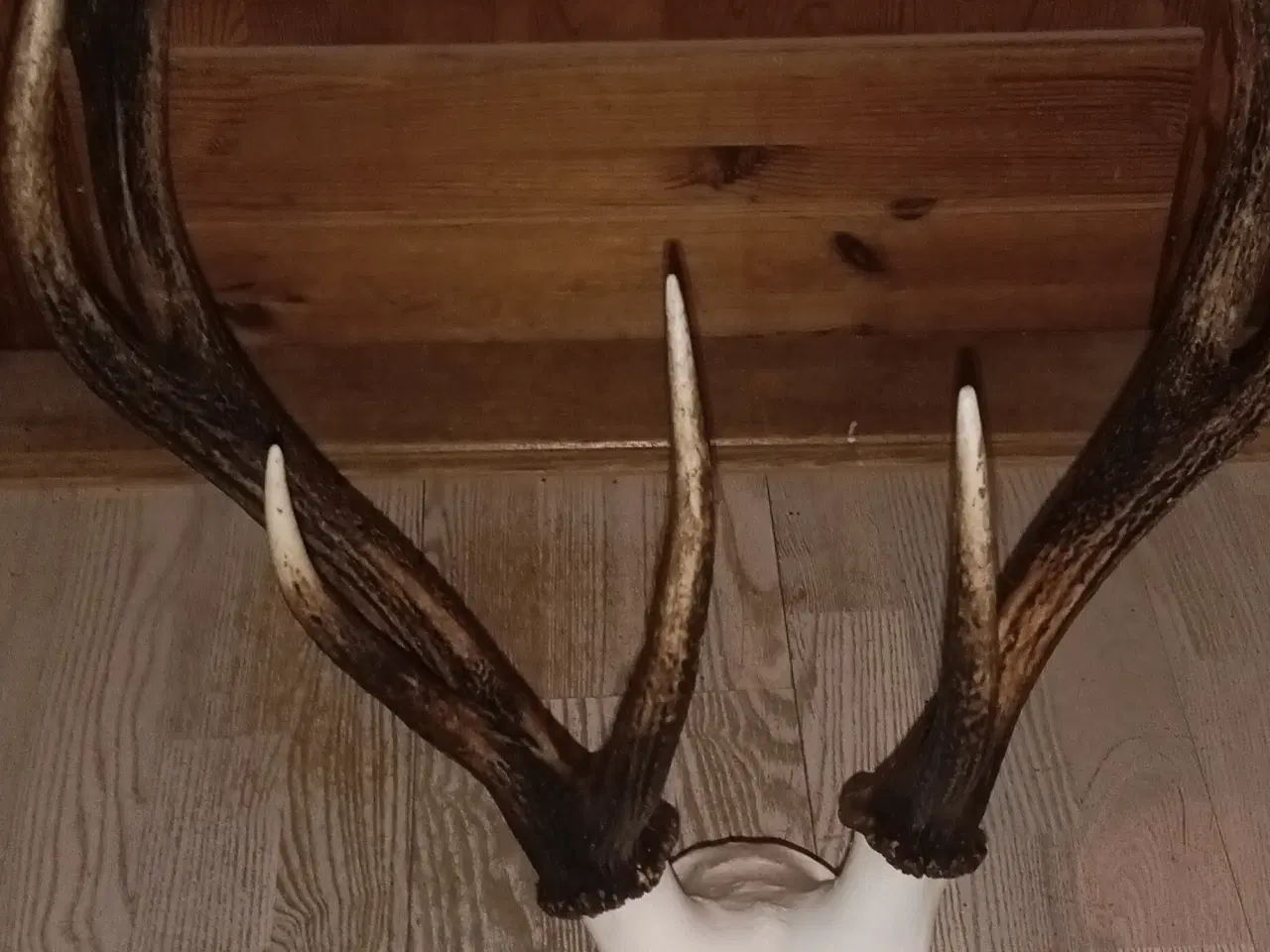 Billede 3 - Kronhjorte gevir