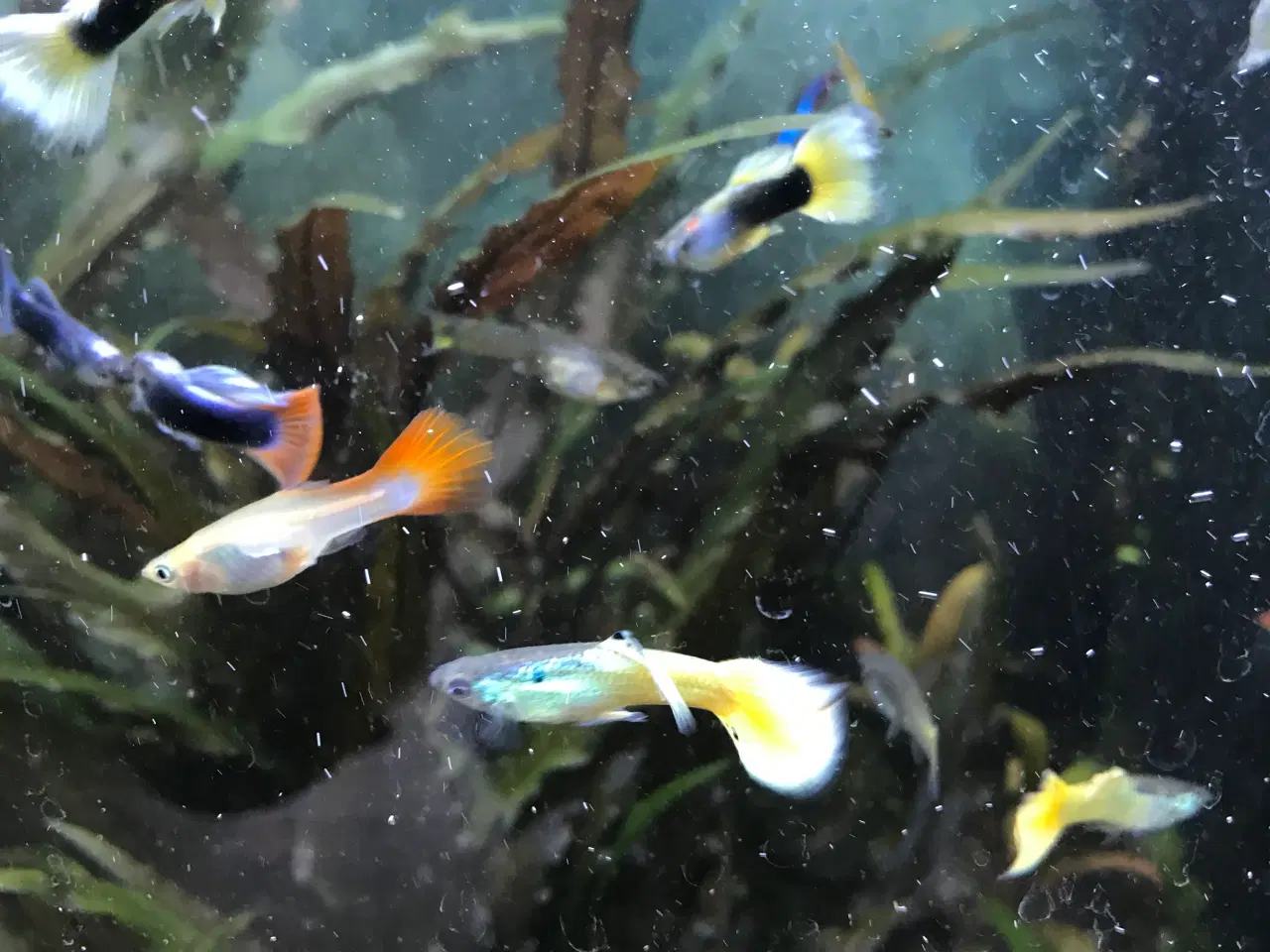 Billede 6 - 🐠 Guppyer  – voksne i flotte farver | Afhentning 