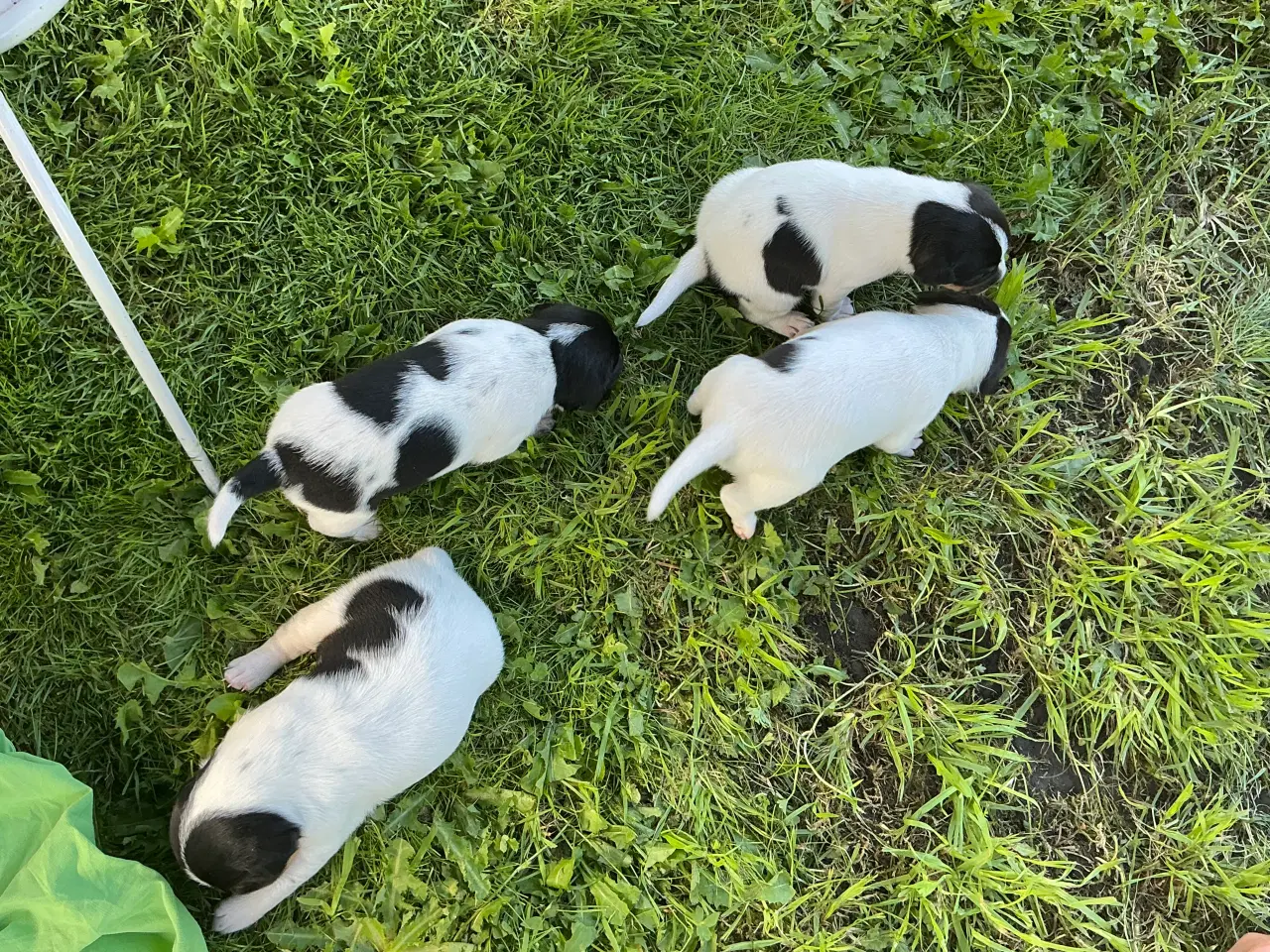Billede 6 - Dansk-Svensk Gårdhund - hvalpe sælges 
